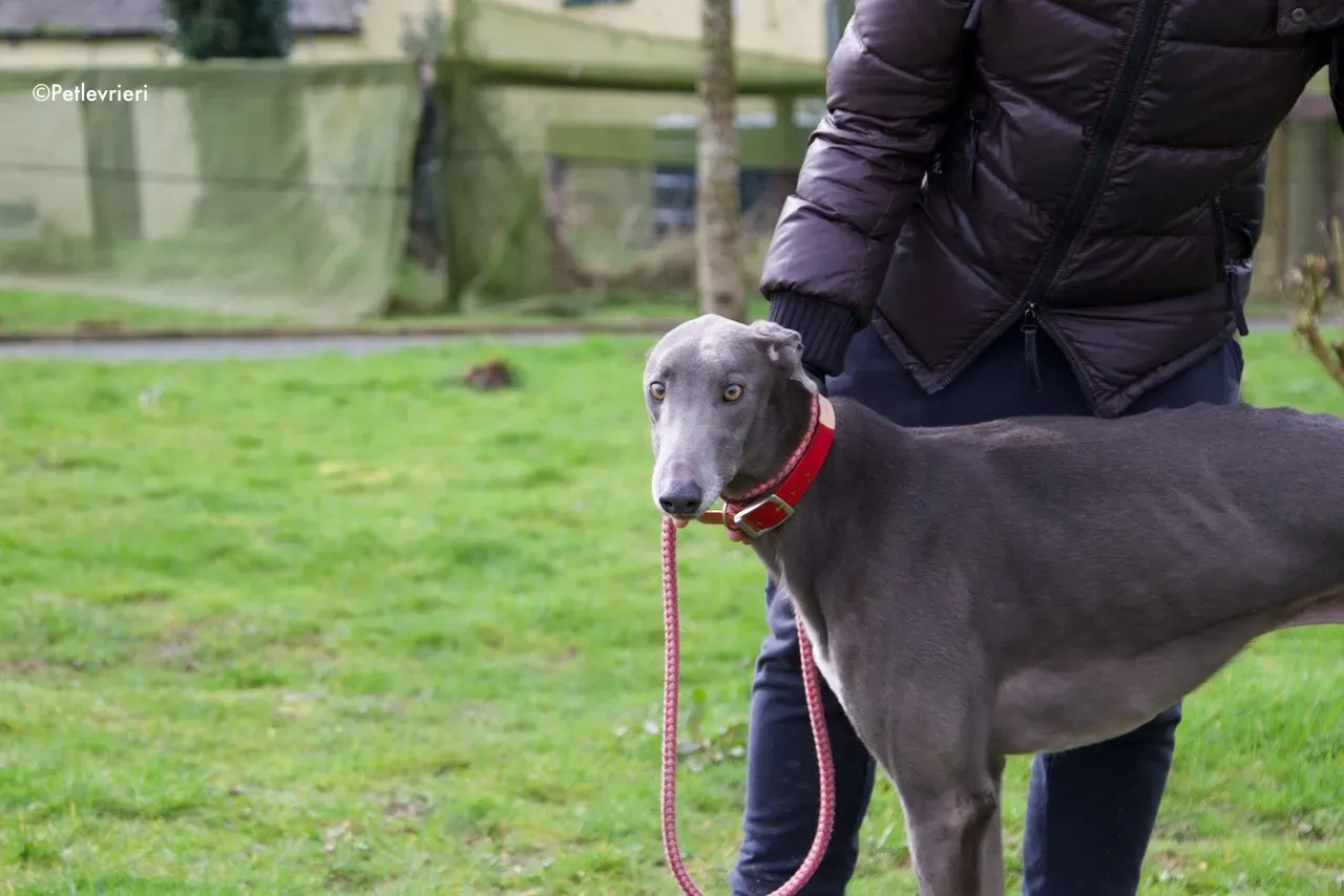 champ adozione levrieri greyhound 7