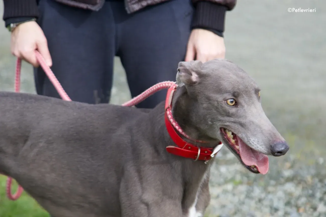 champ adozione levrieri greyhound 9