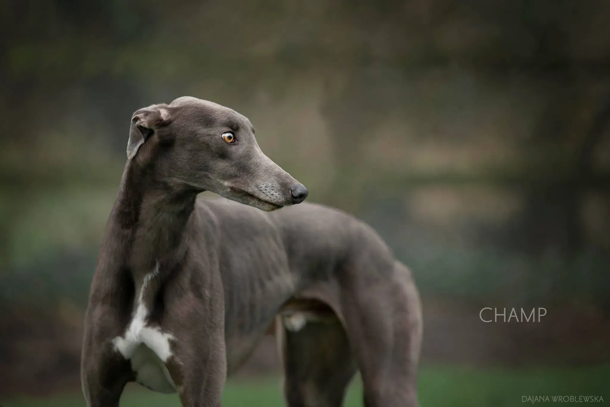 champ adozione levrieri greyhound 2 1