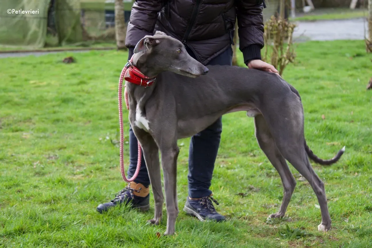 champ adozione levrieri greyhound 1
