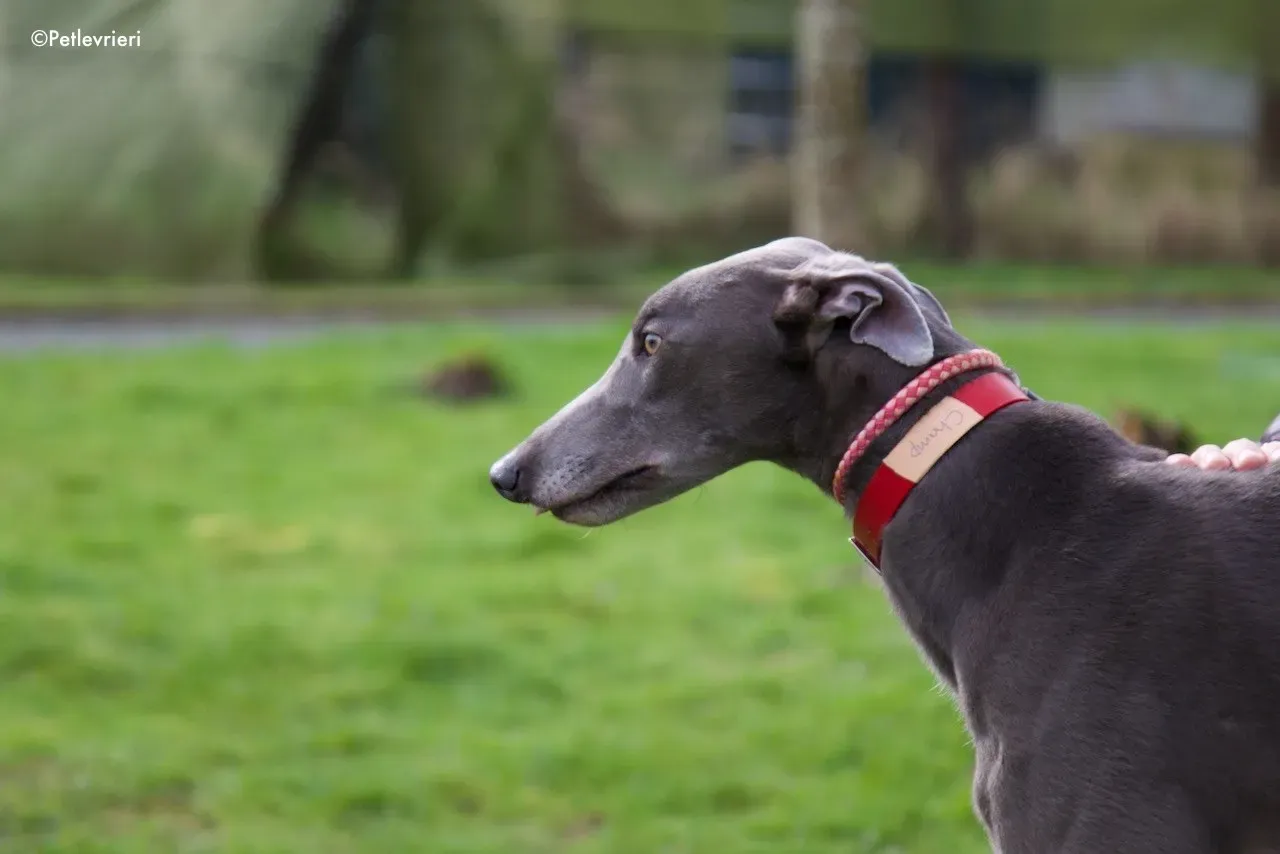 champ adozione levrieri greyhound 3