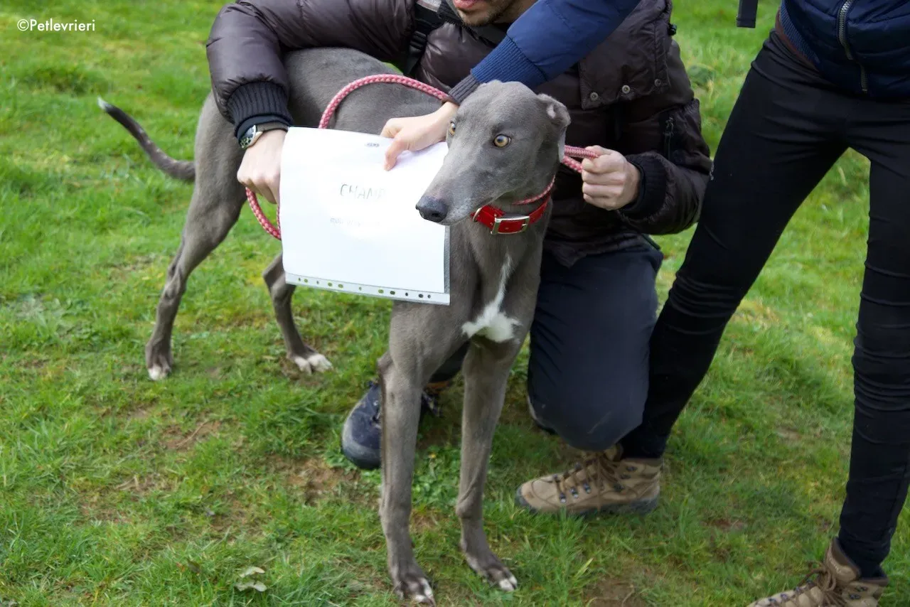 champ adozione levrieri greyhound 2
