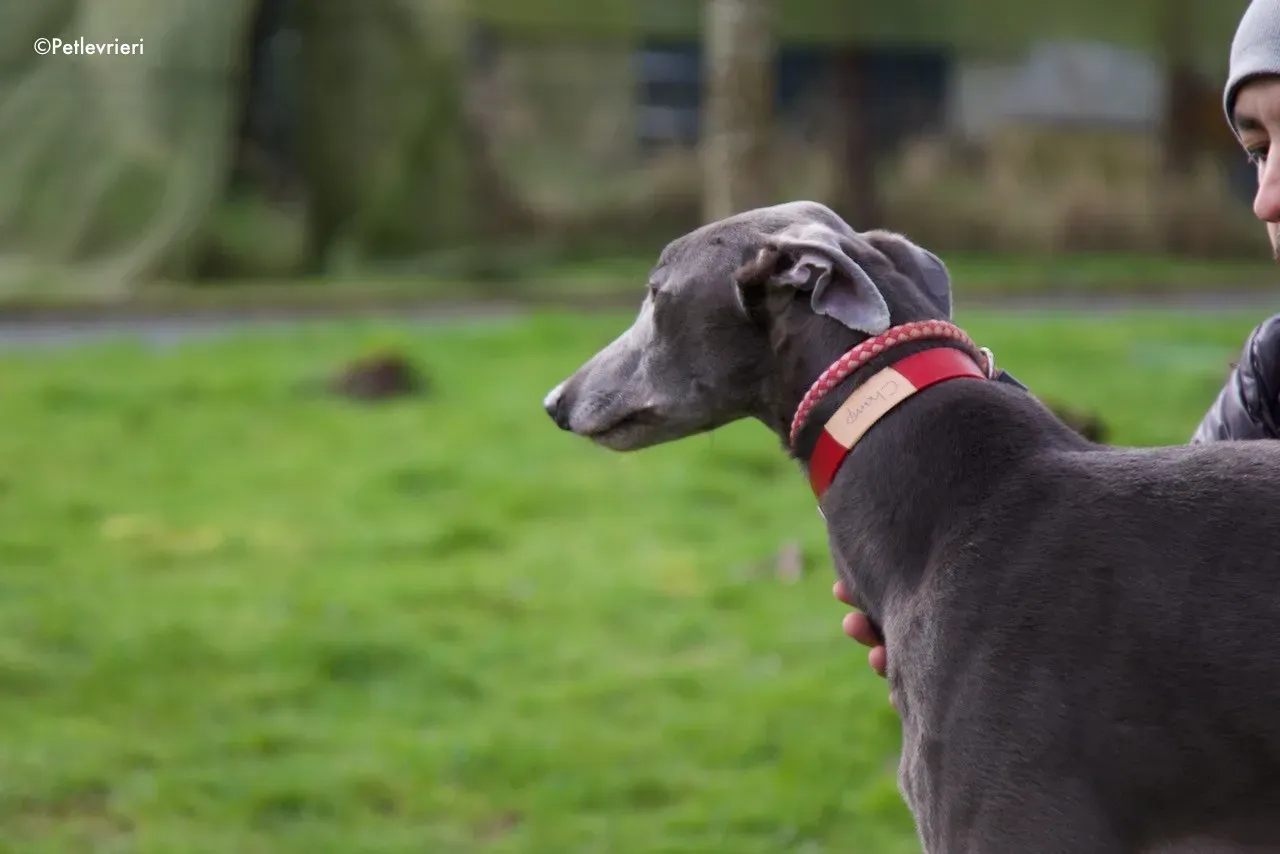 champ adozione levrieri greyhound 4