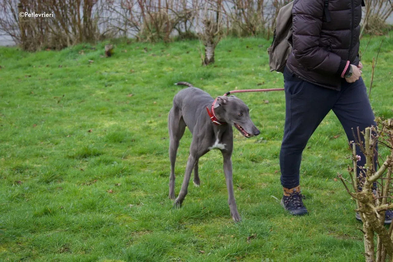 champ adozione levrieri greyhound 5