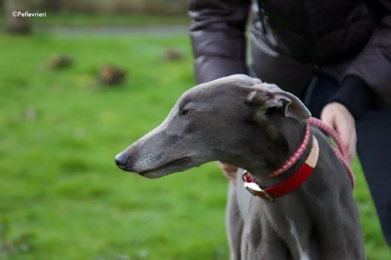 champ adozione levrieri greyhound 8