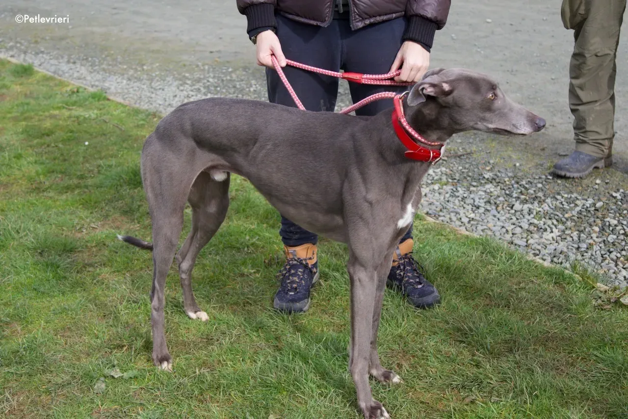 champ adozione levrieri greyhound 6