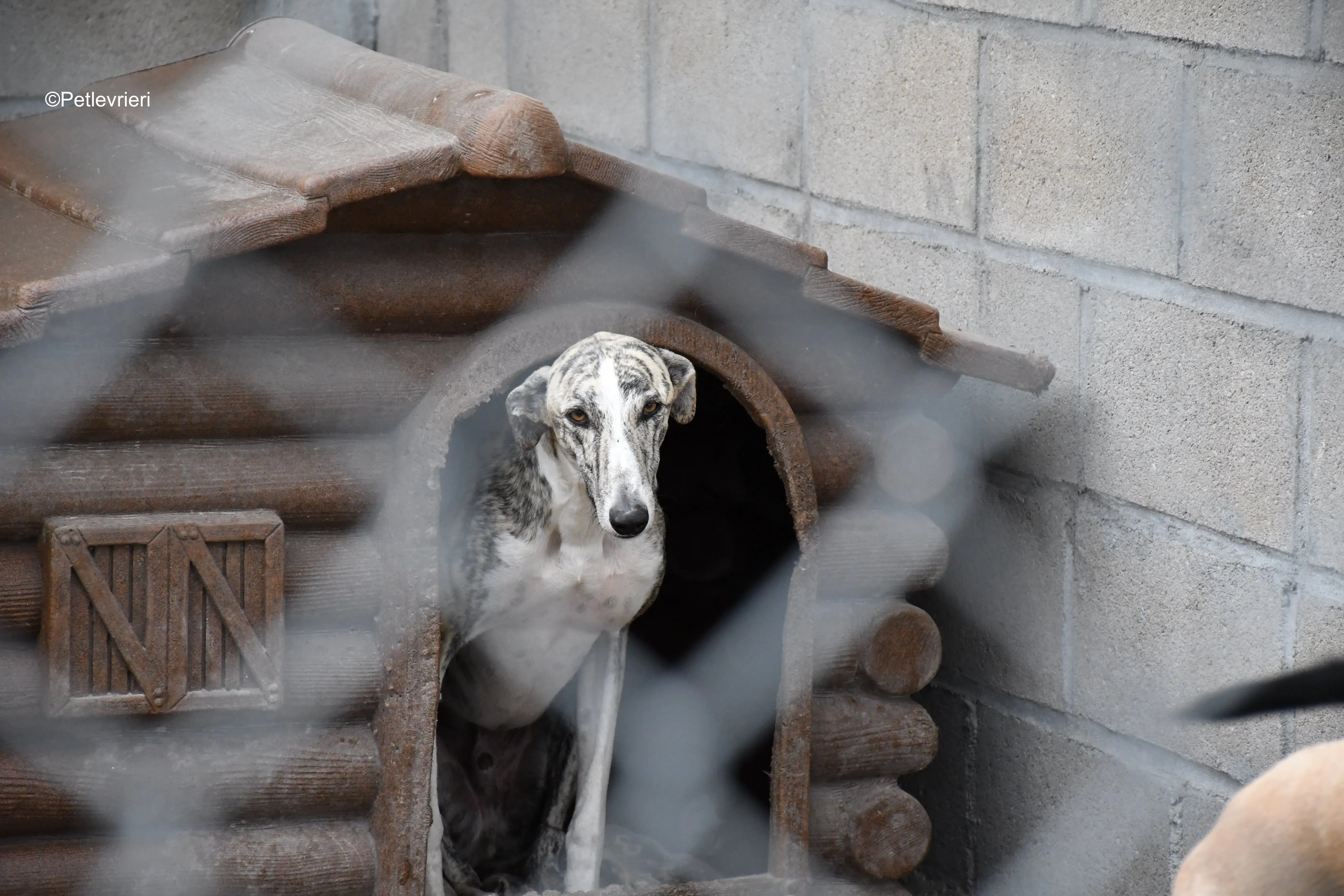 champagne adozione levrieri galgo 1