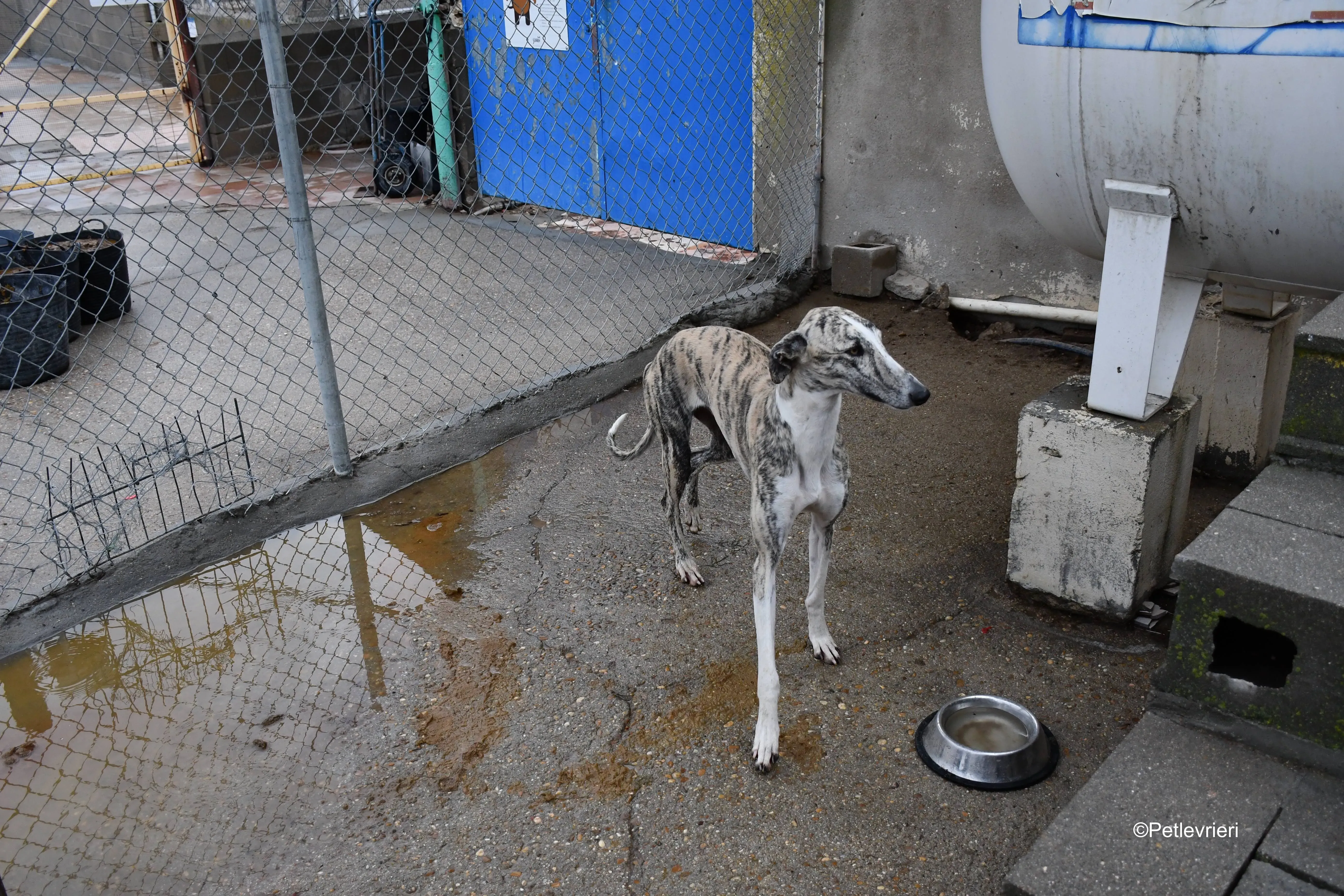 champagne adozione levrieri galgo 2