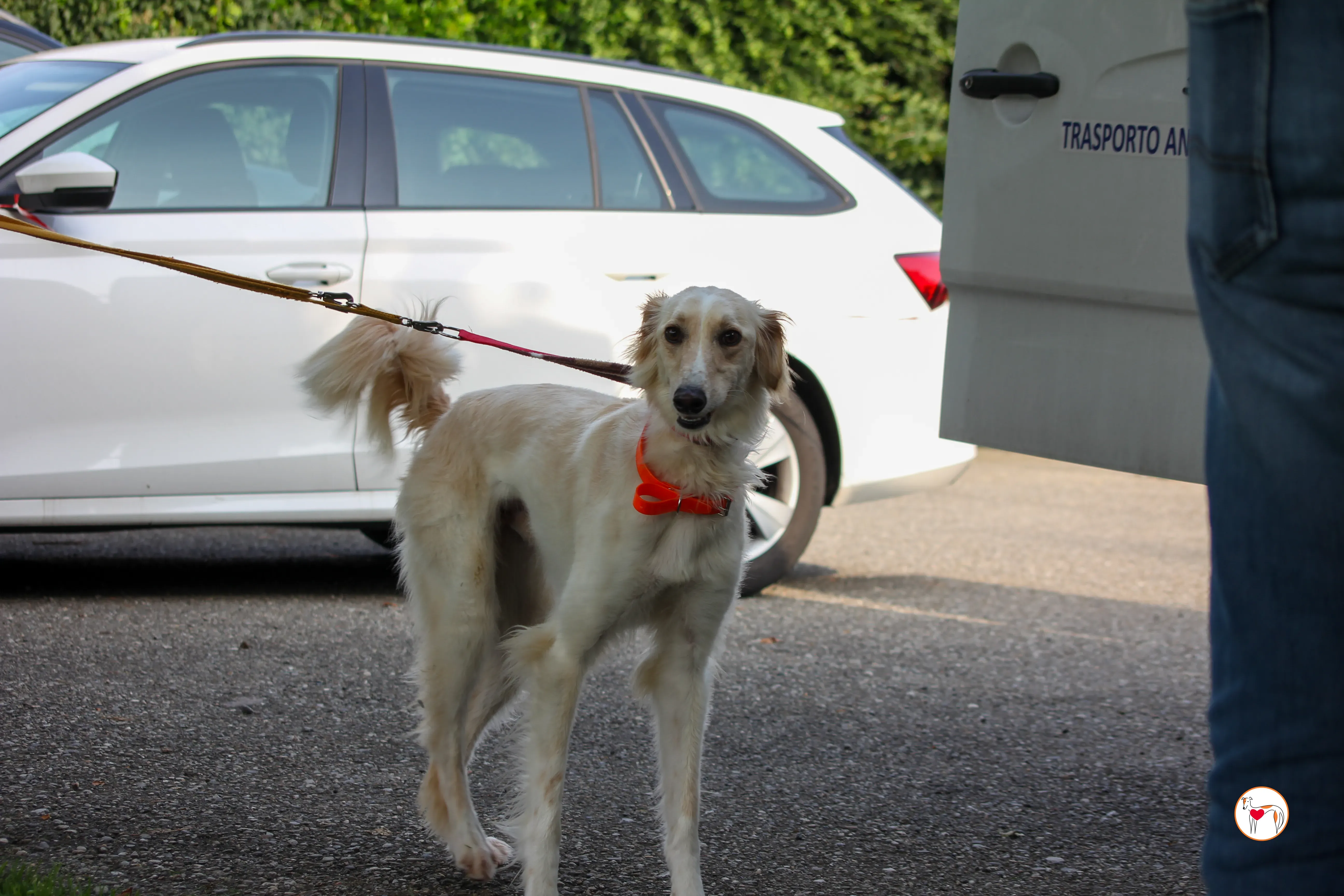 chandler saluki foster 1