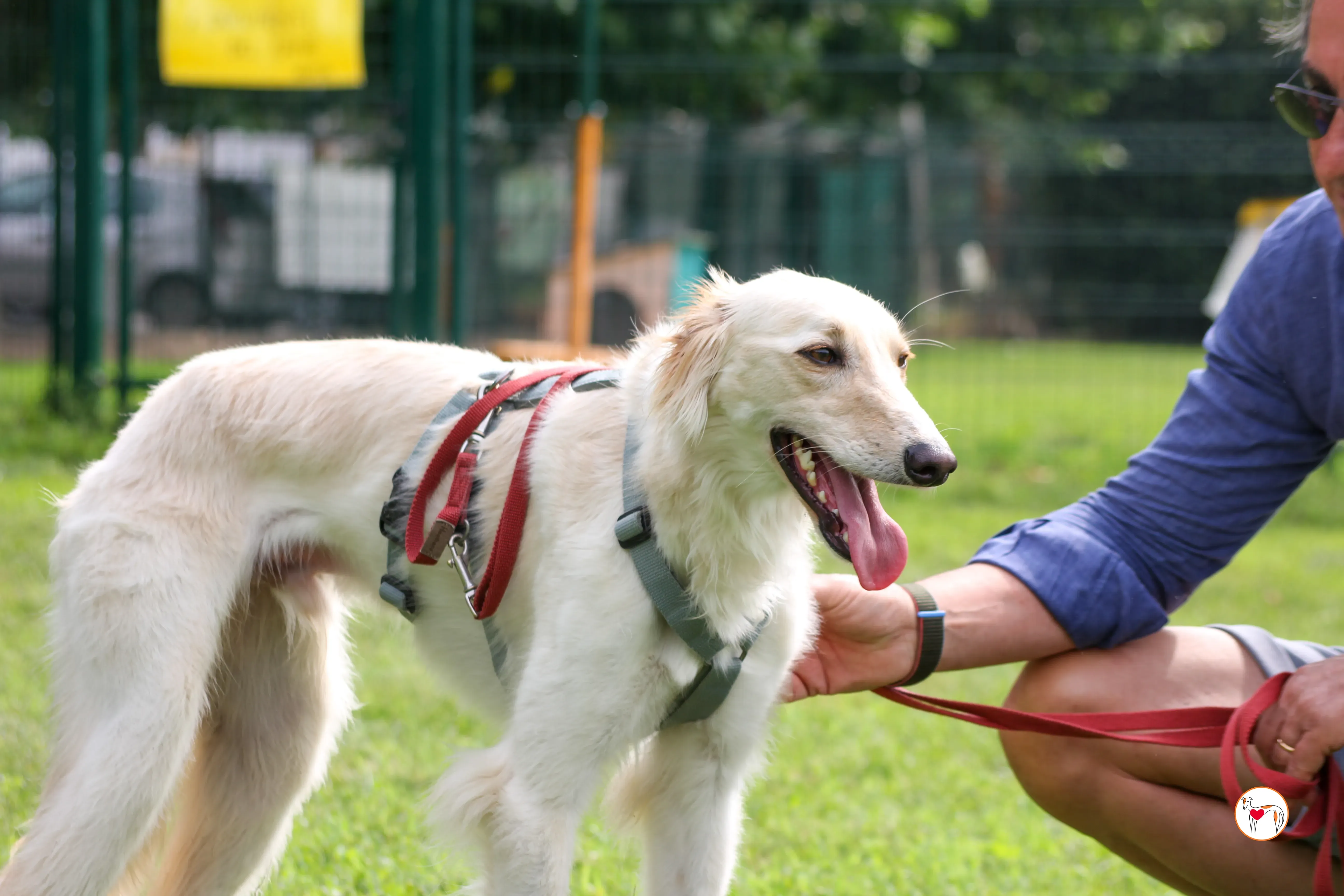 chandler saluki foster 10