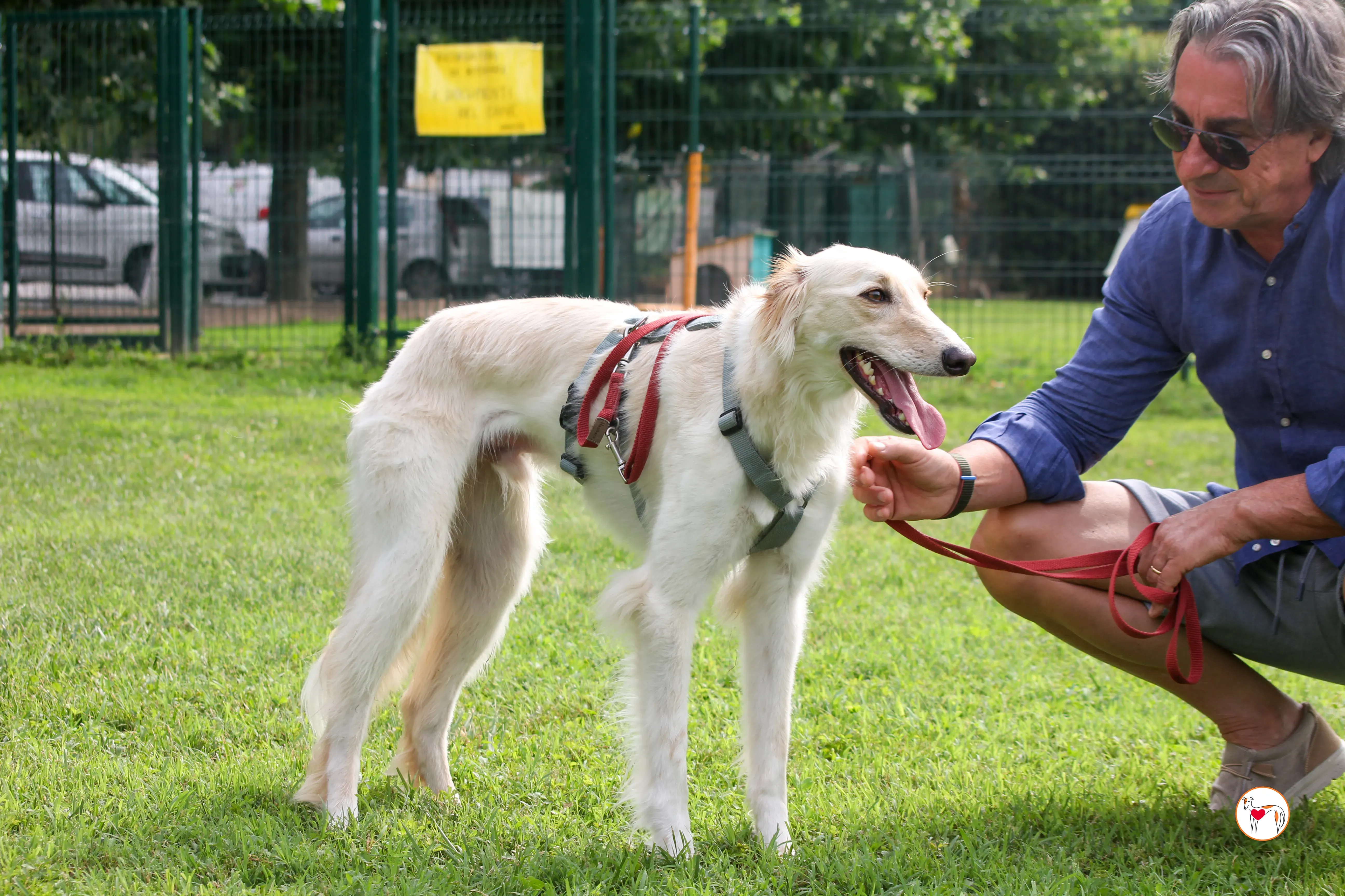 chandler saluki foster 11