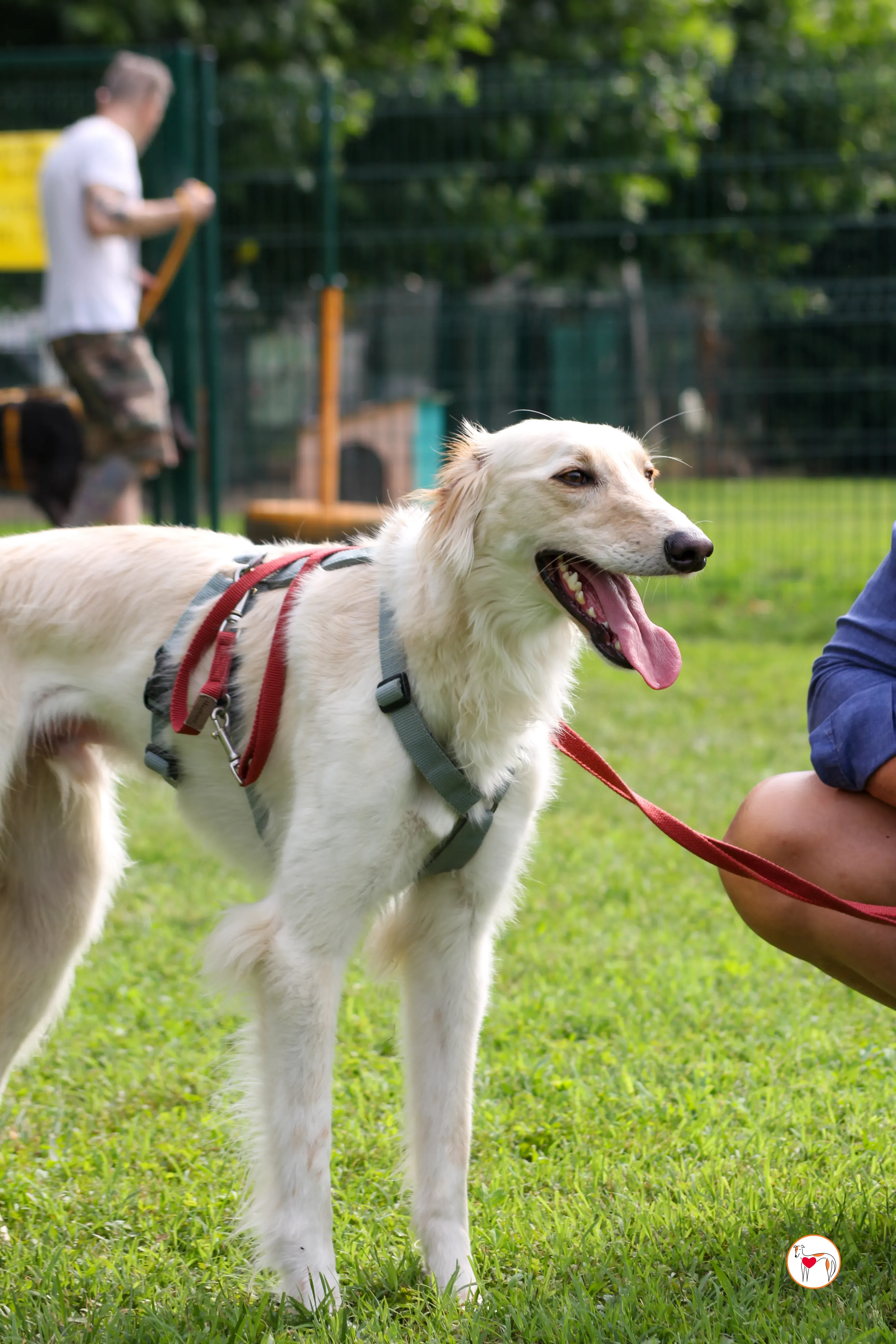 chandler saluki foster 12