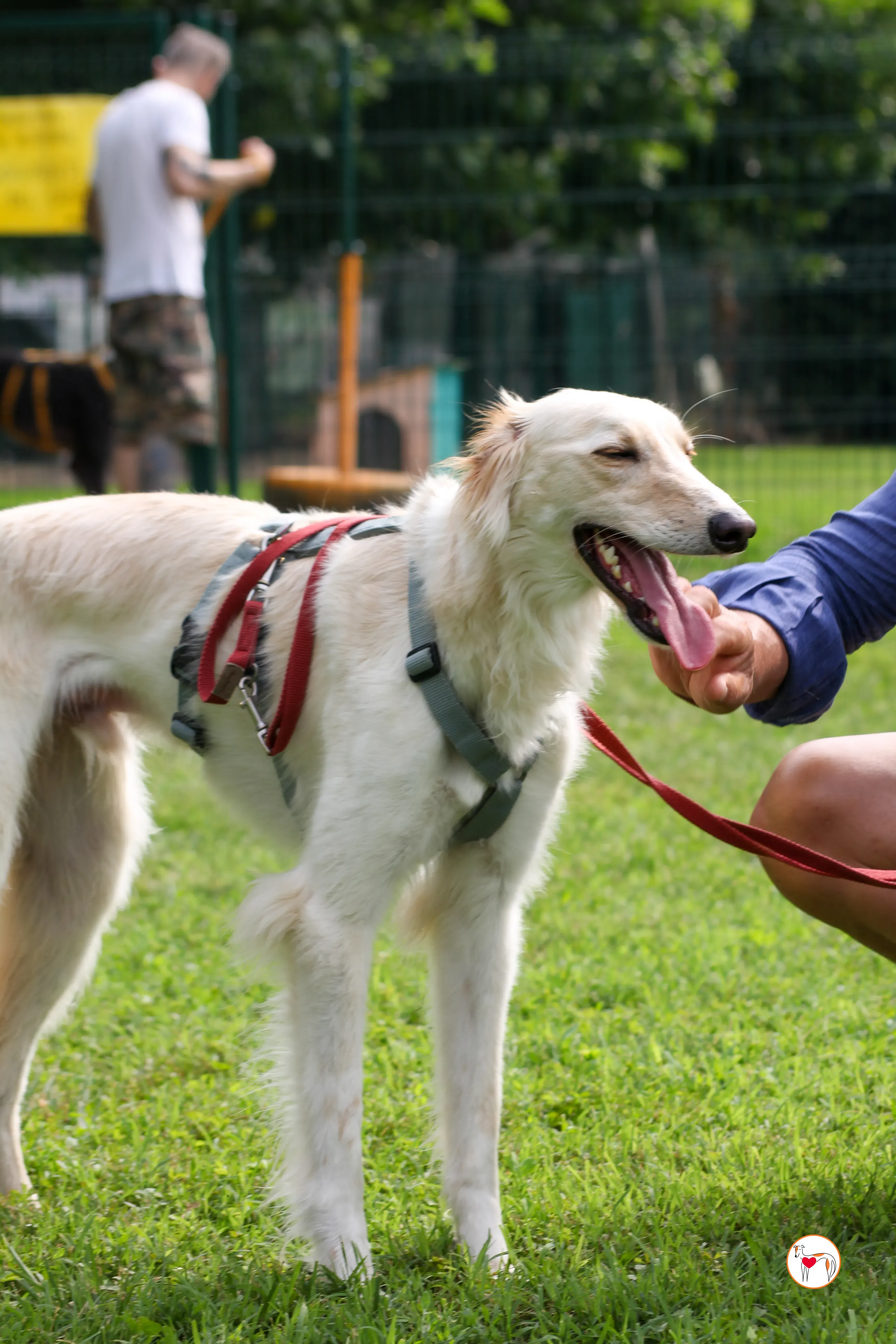 chandler saluki foster 13