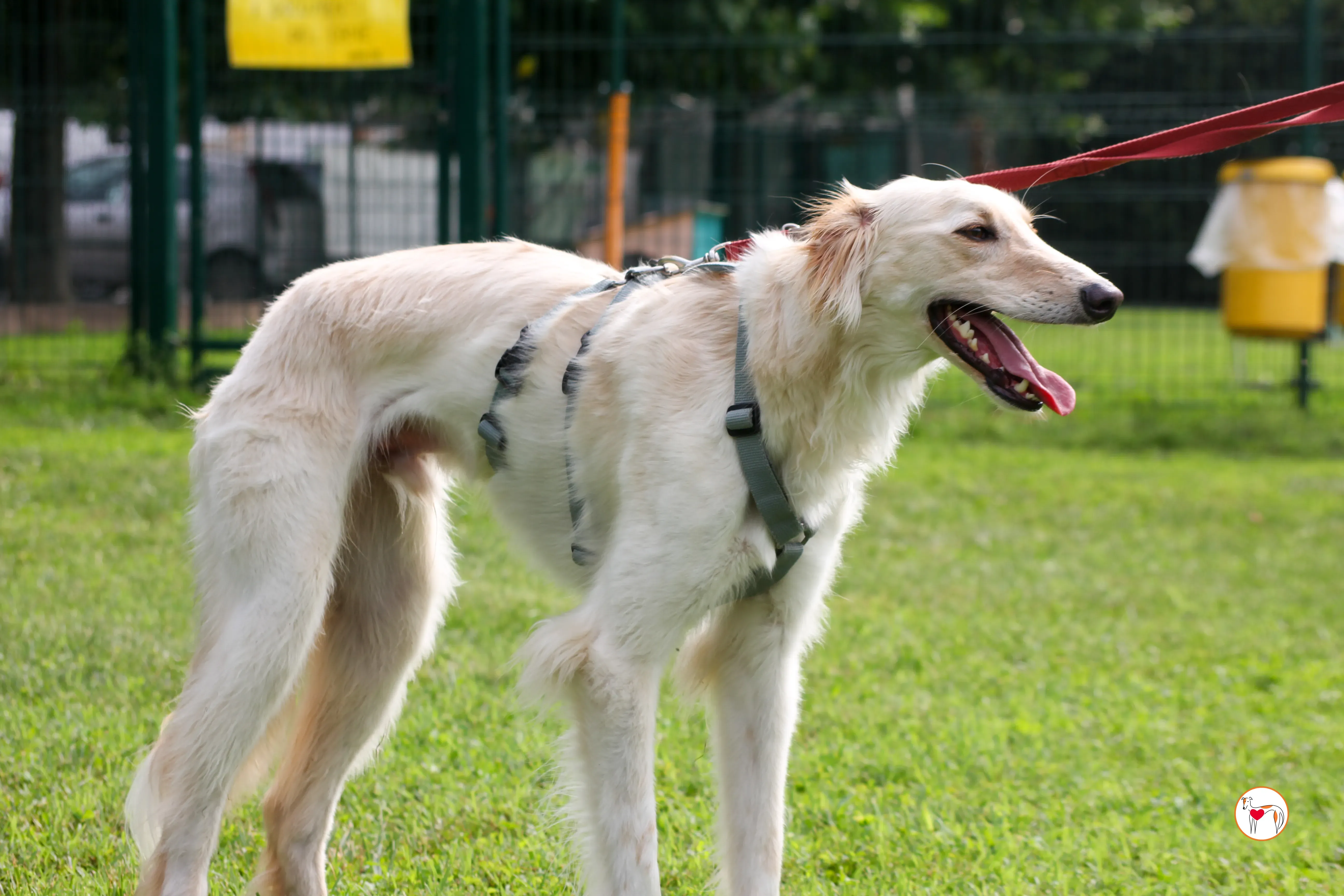 chandler saluki foster 14