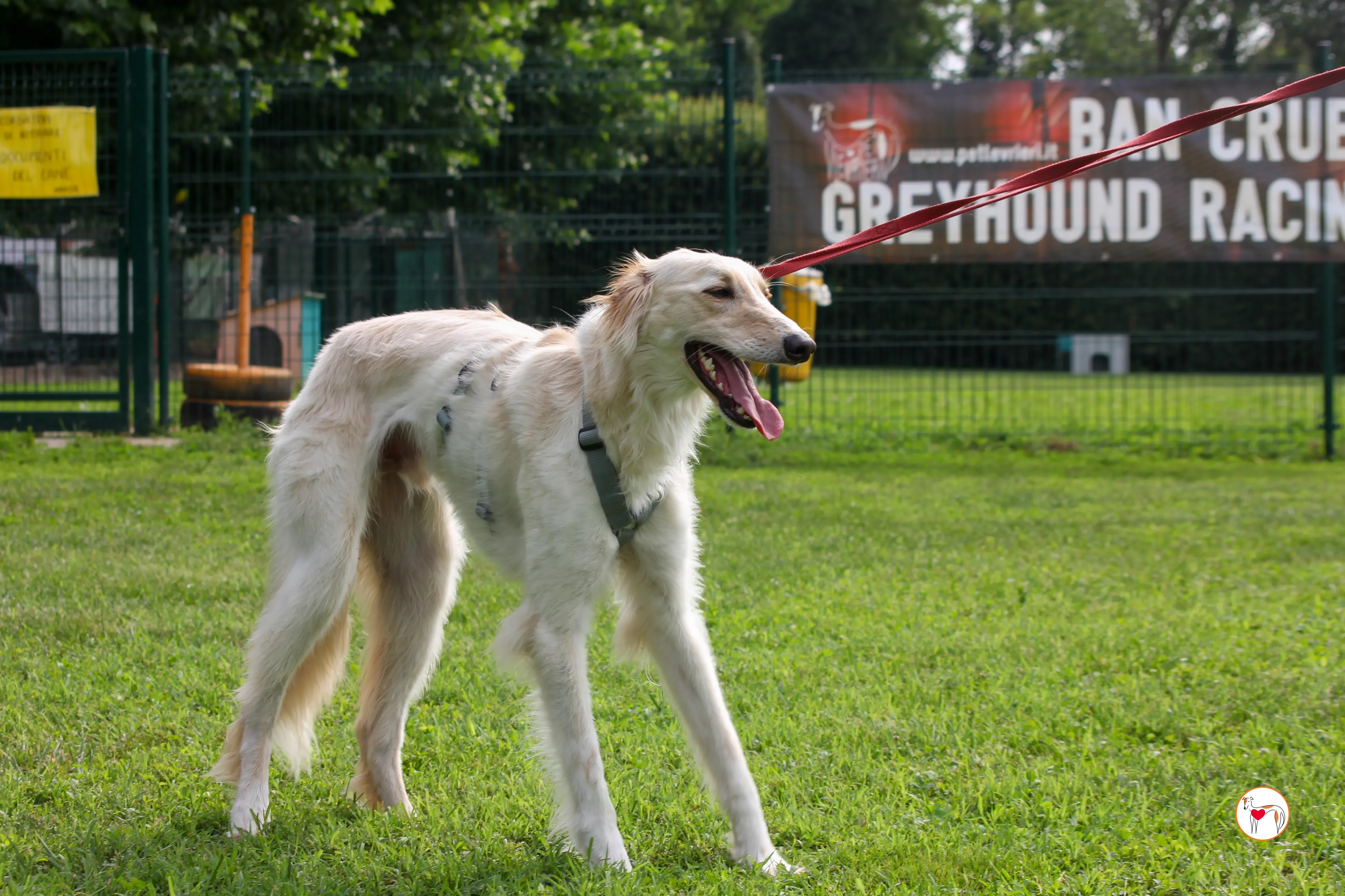 chandler saluki foster 15