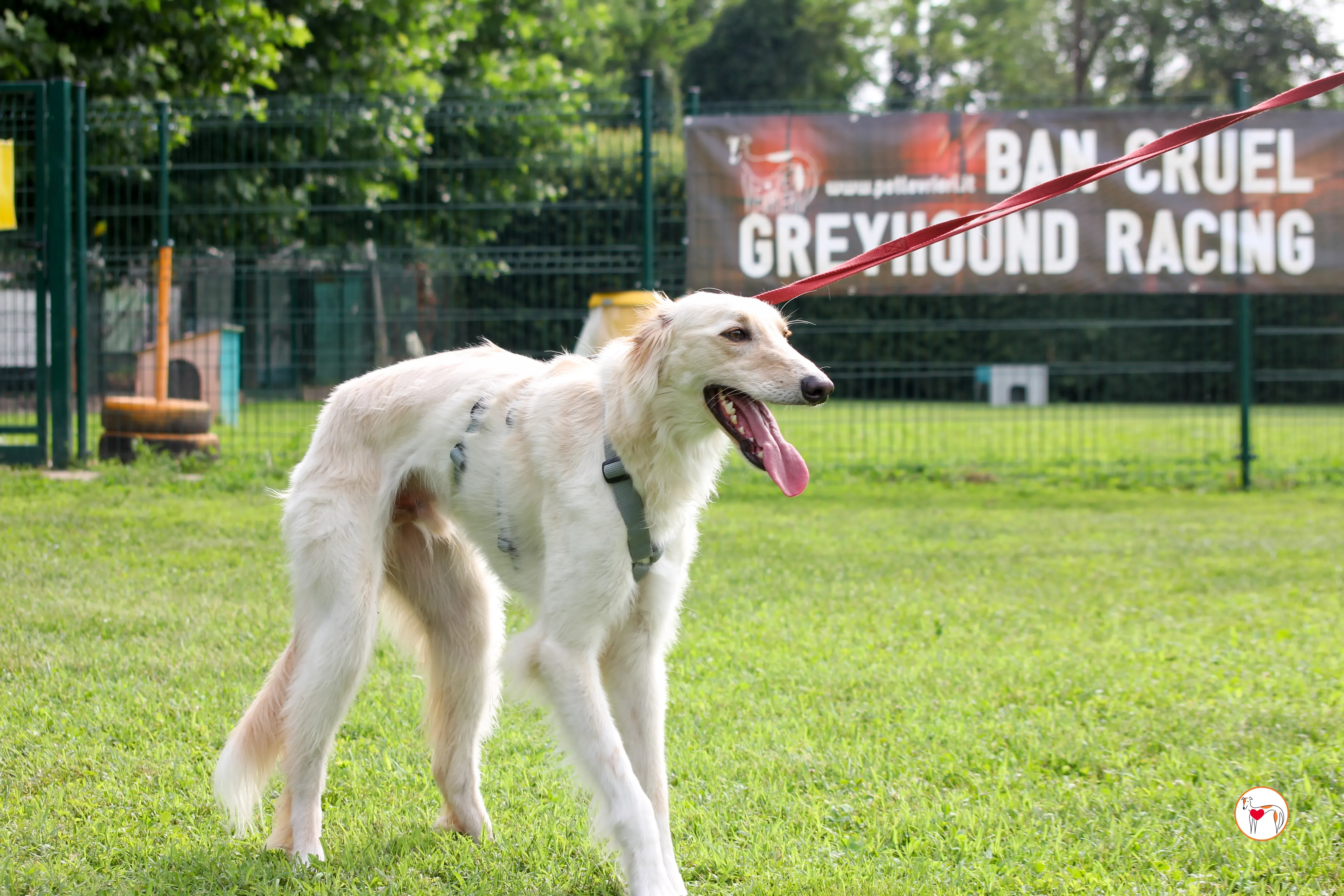 chandler saluki foster 16