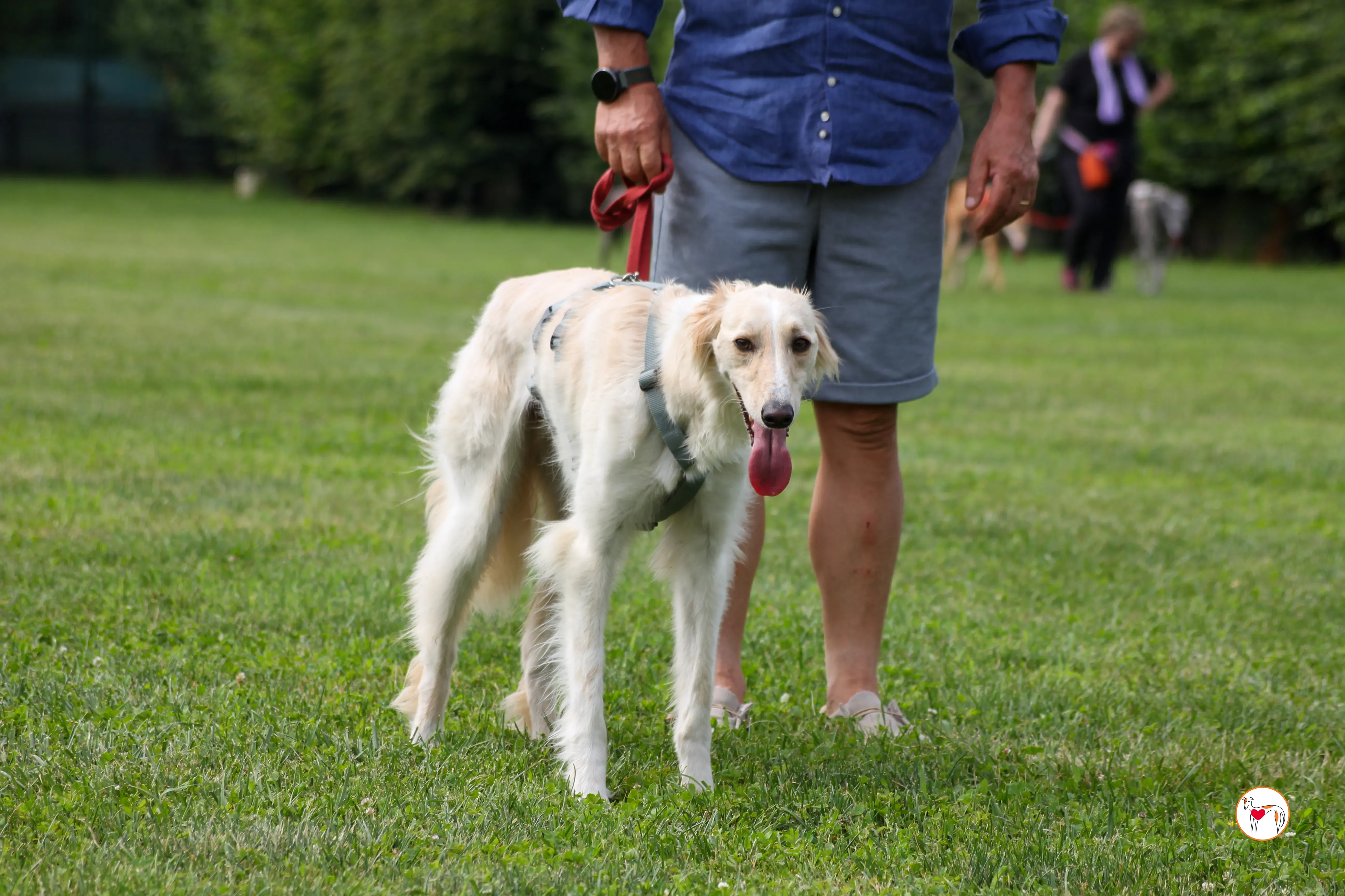 chandler saluki foster 17