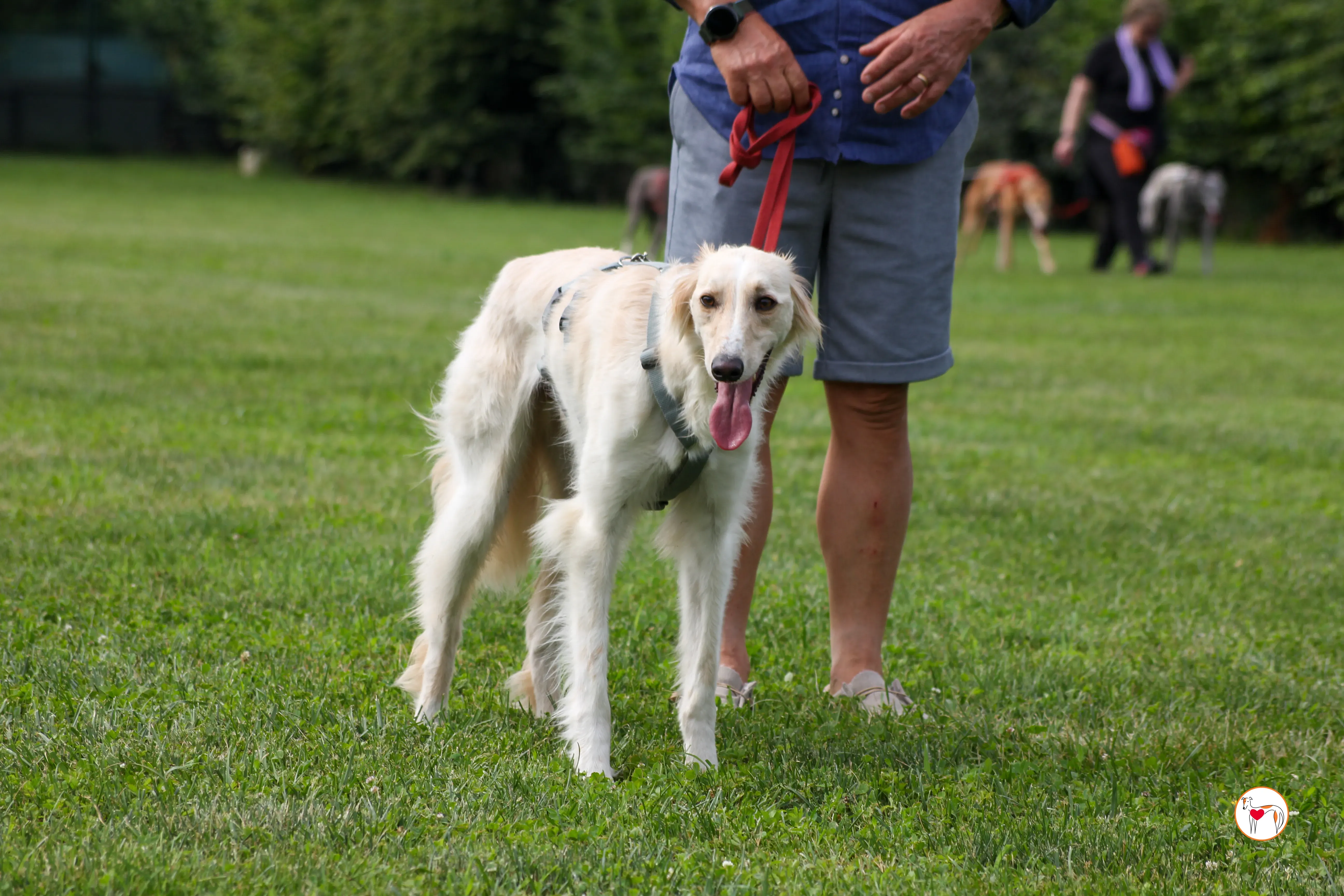 chandler saluki foster 18