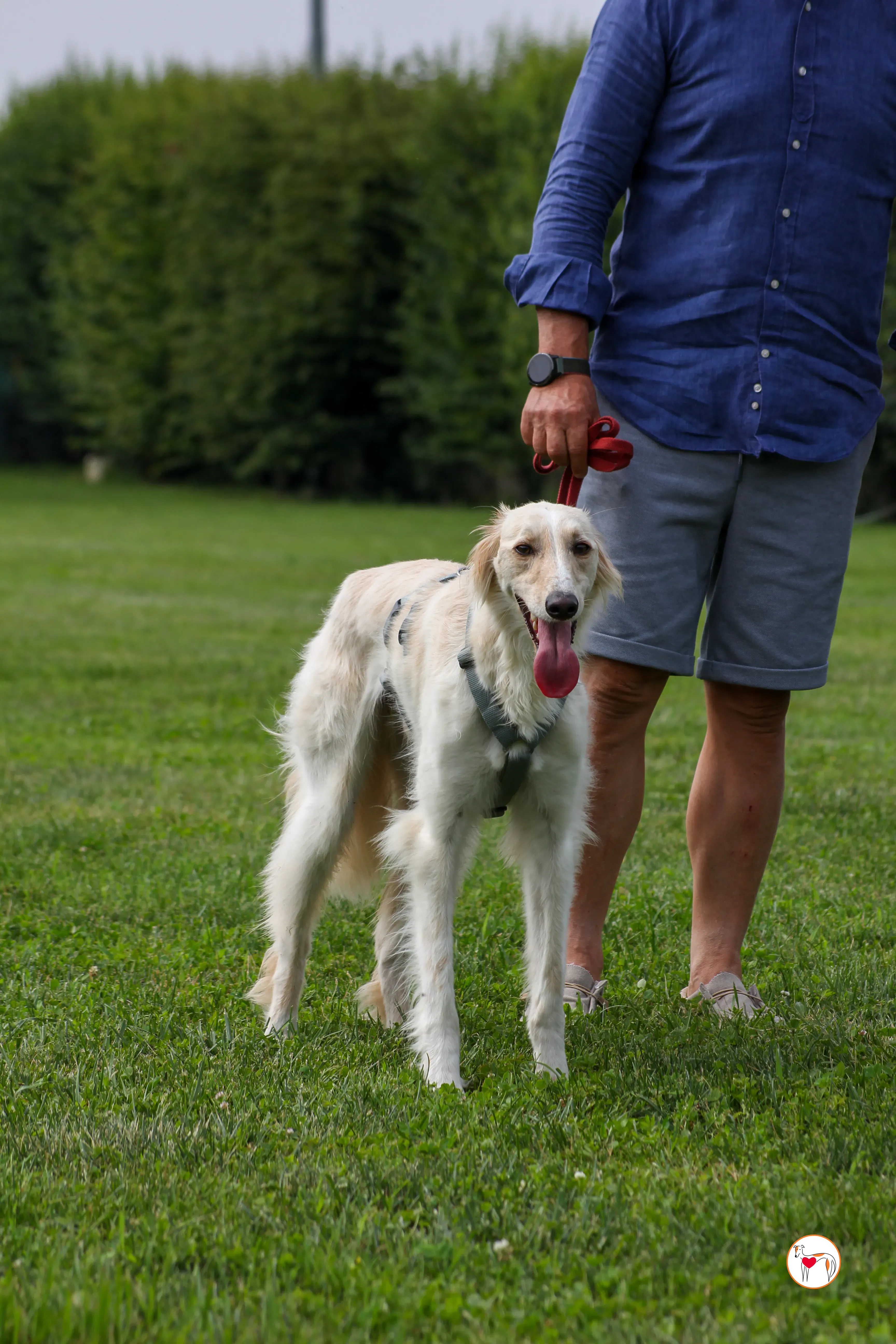 chandler saluki foster 19