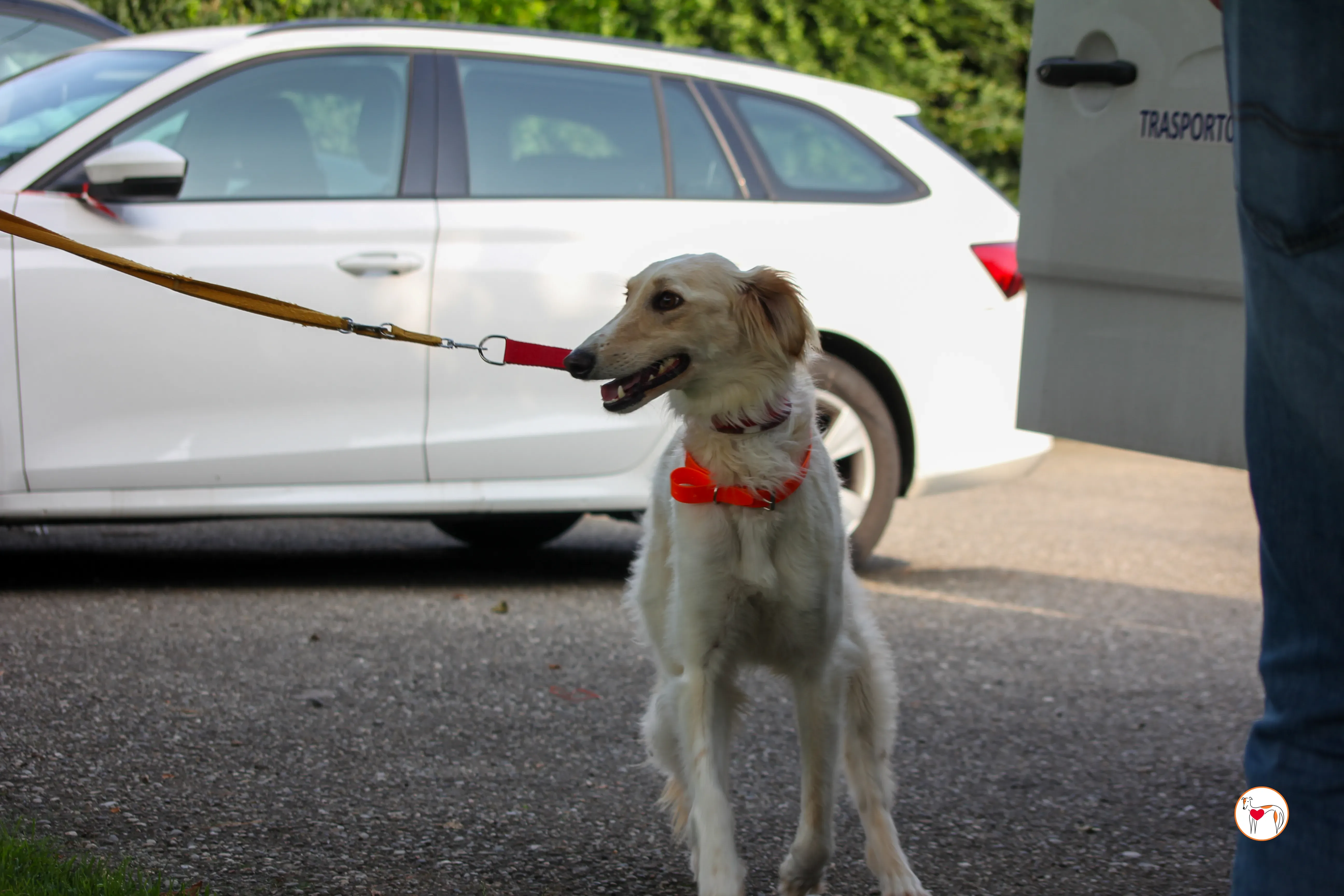 chandler saluki foster 2