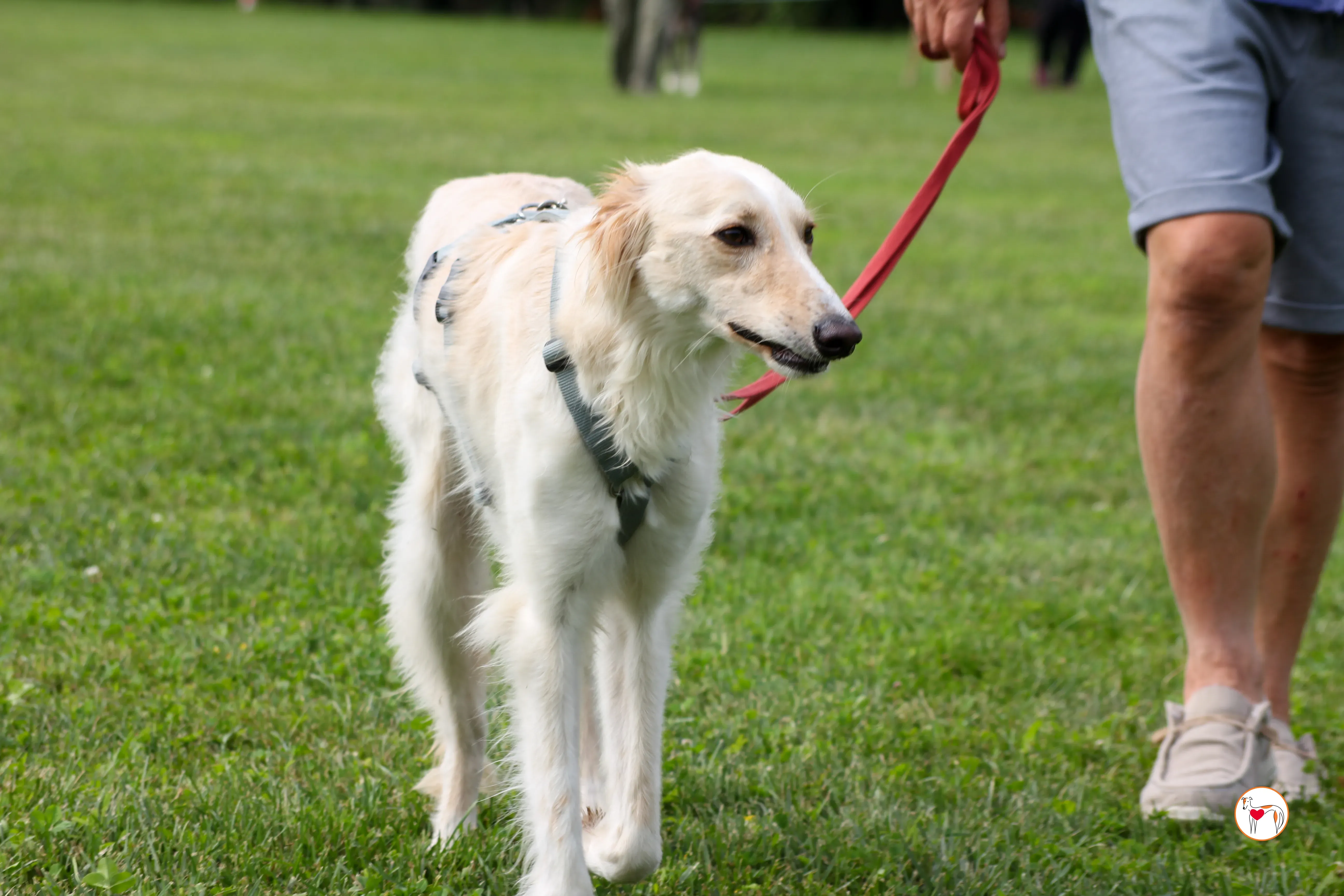 chandler saluki foster 20