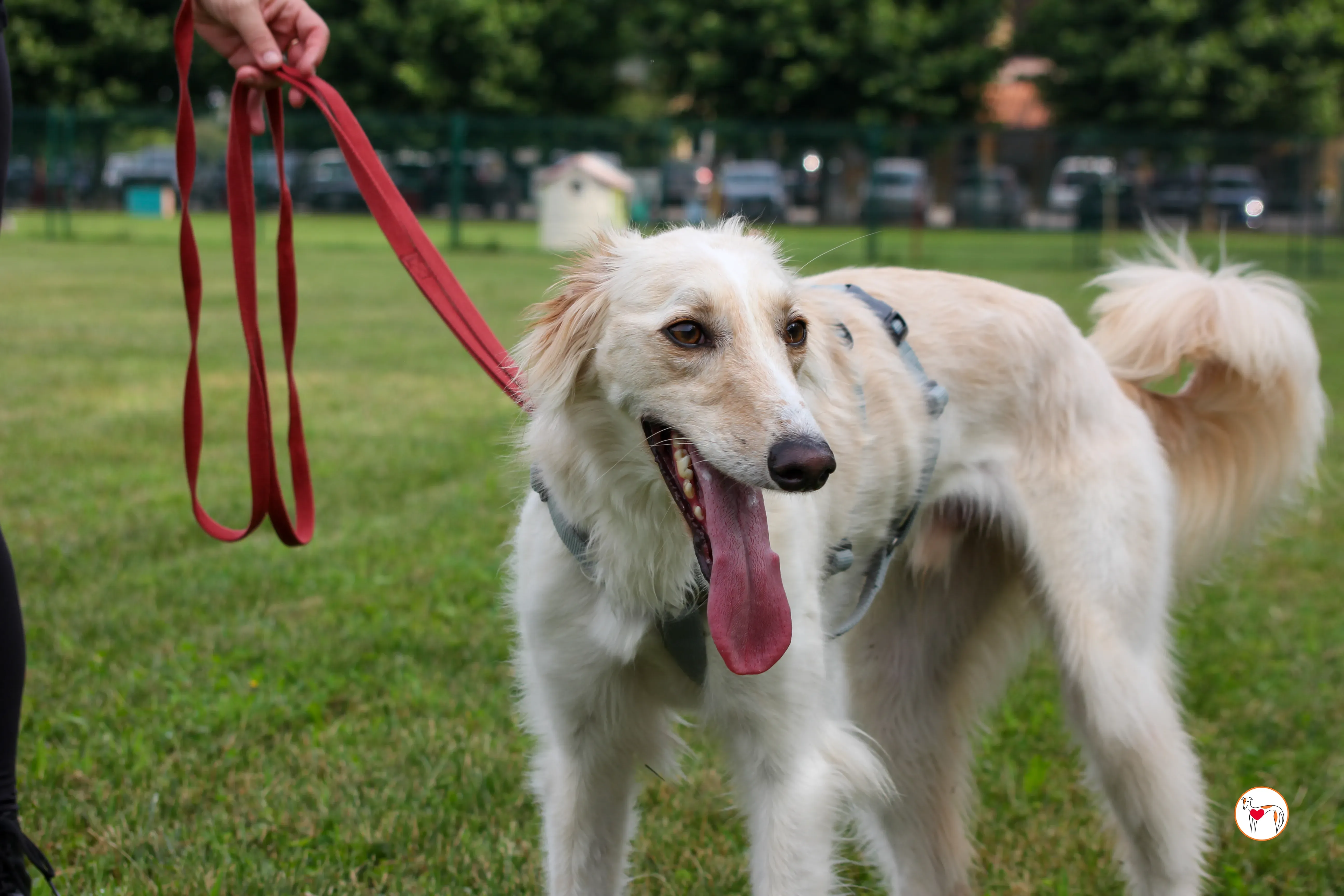 chandler saluki foster 3
