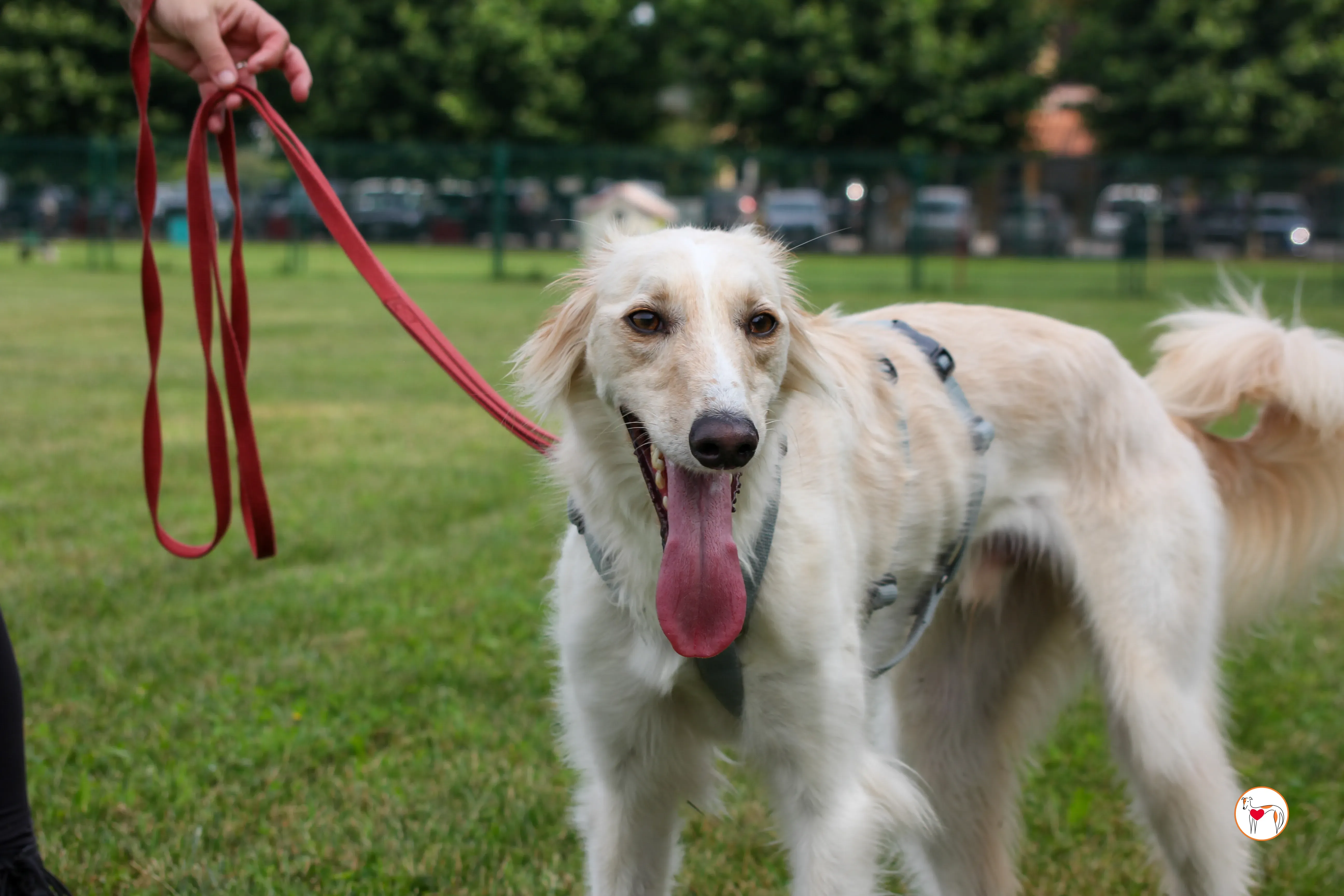chandler saluki foster 4