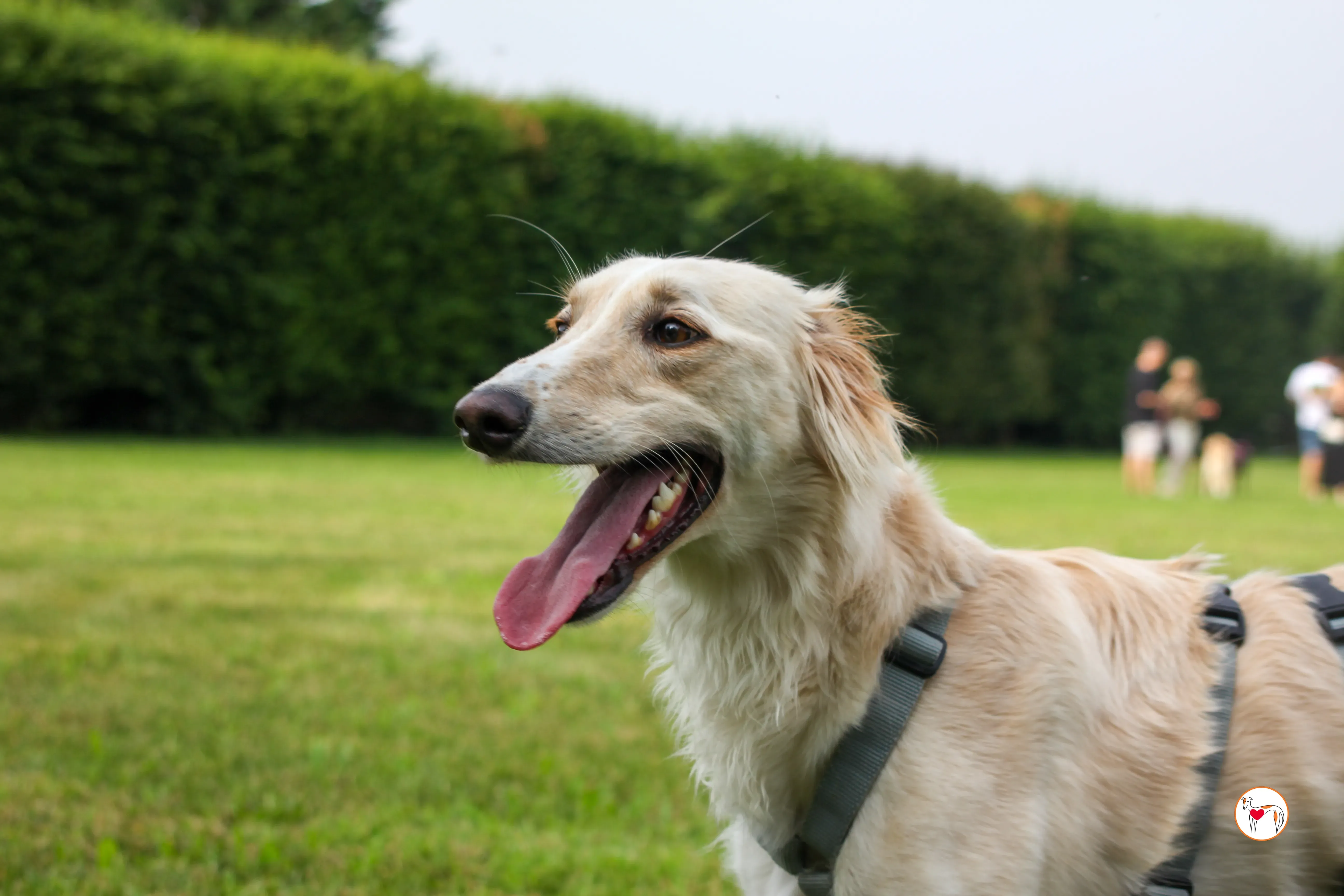 chandler saluki foster 5
