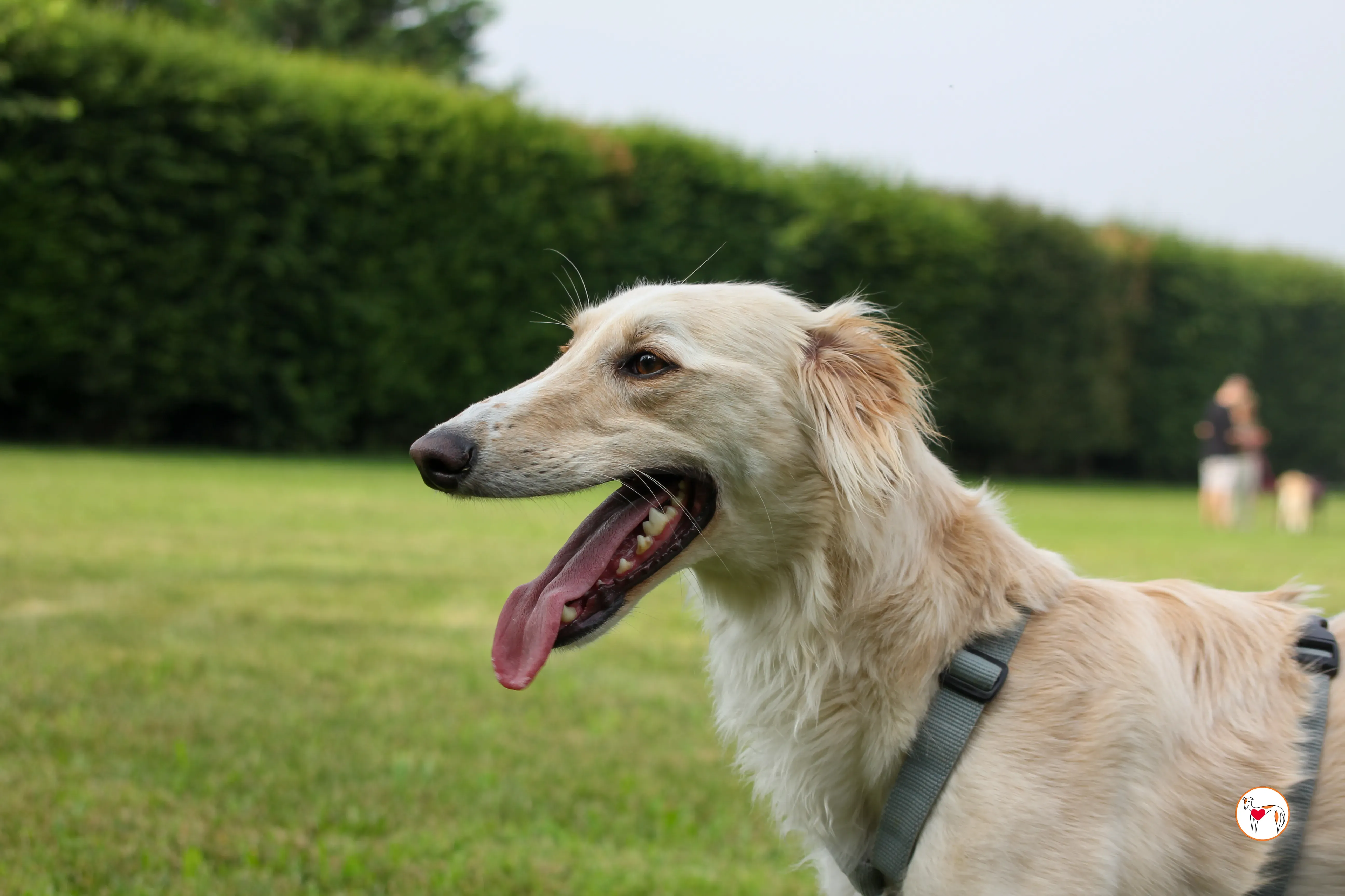 chandler saluki foster 6