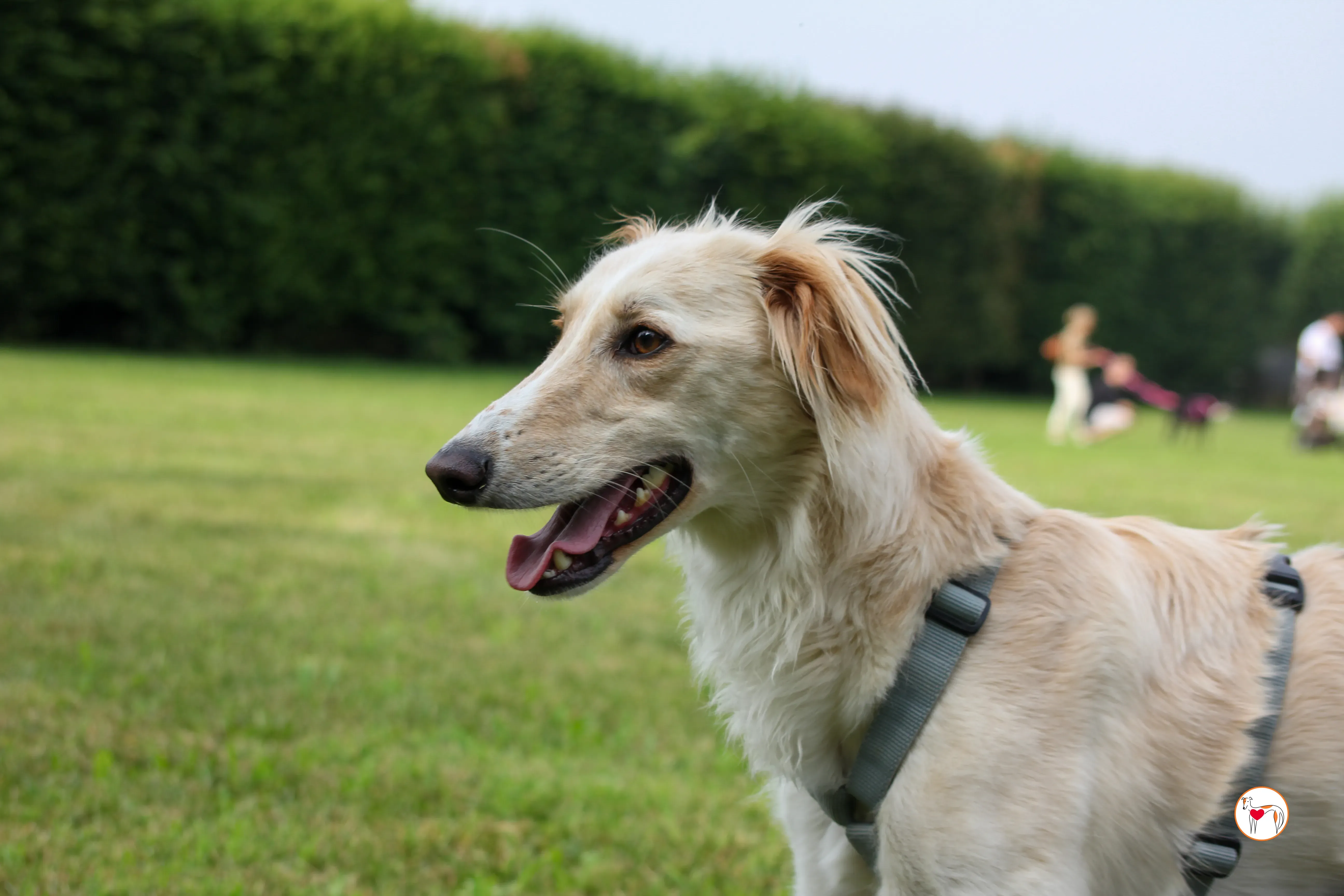 chandler saluki foster 8