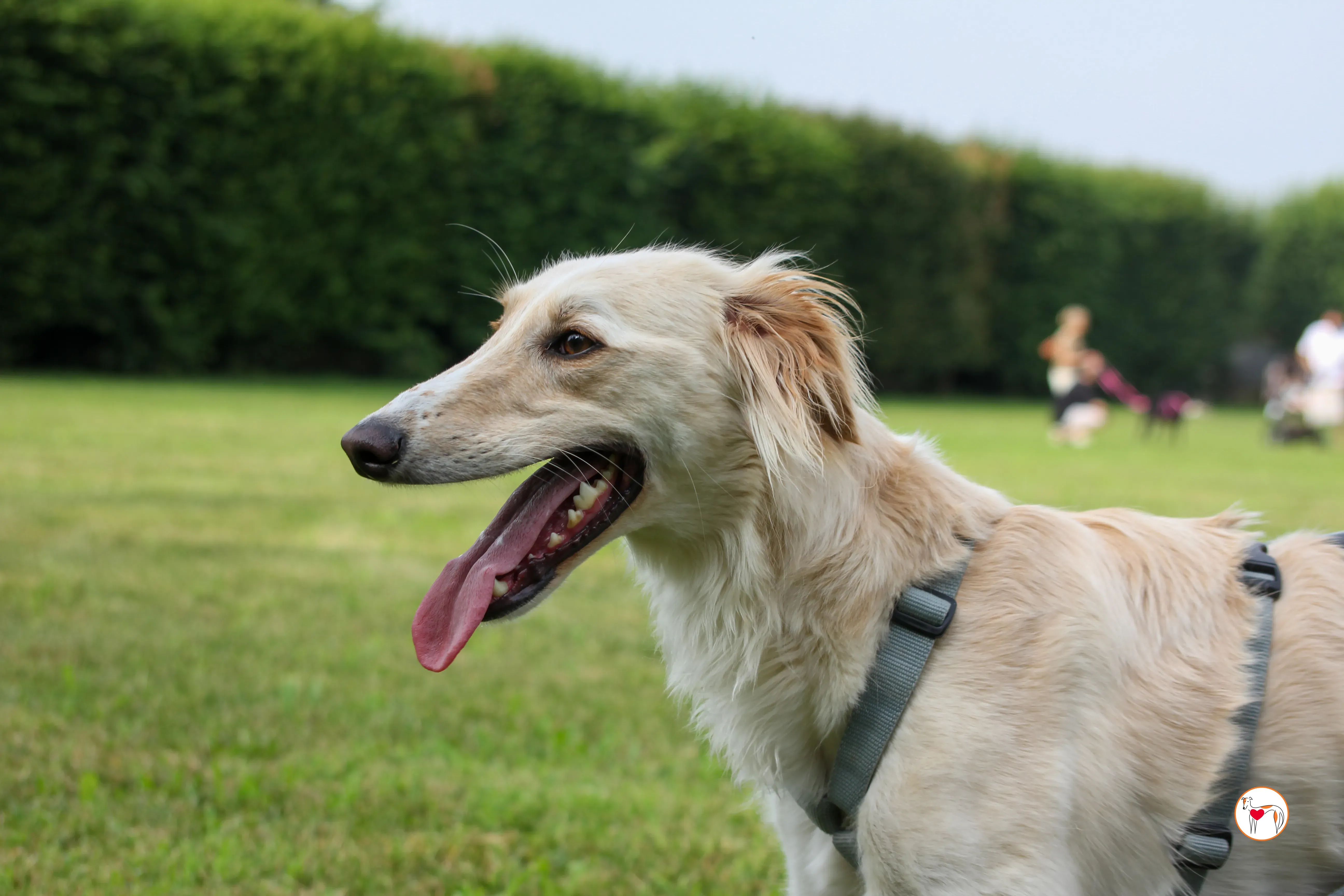 chandler saluki foster 9