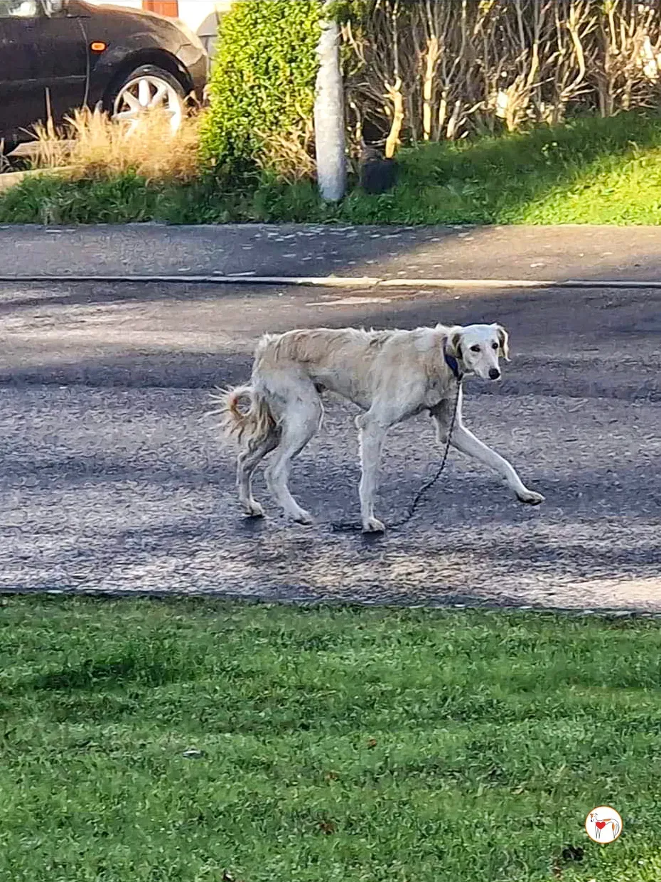 chandler grey adozione 00