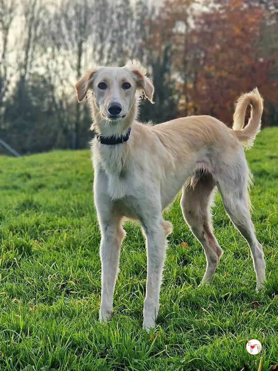 chandler grey adozione 01