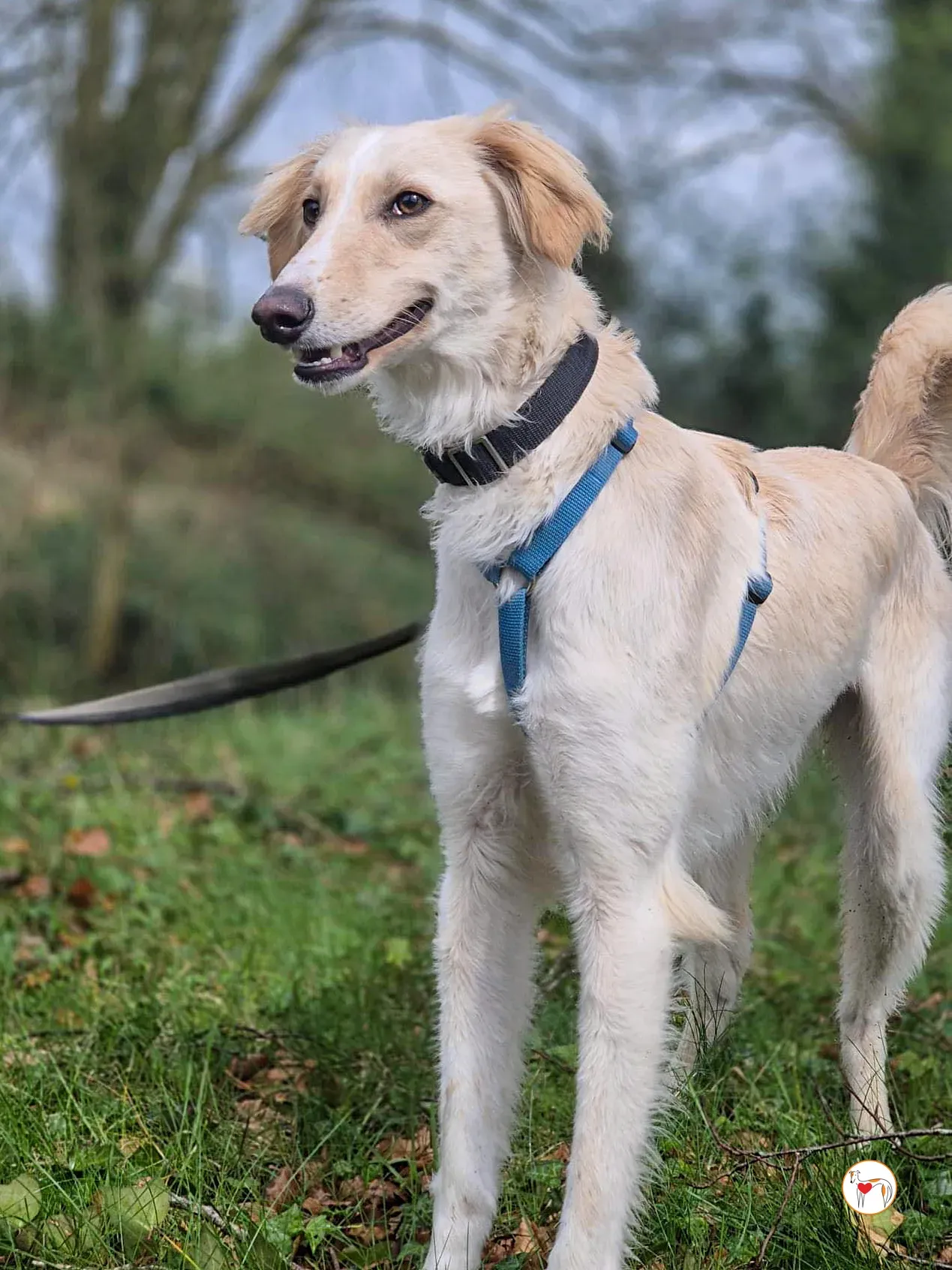 chandler grey adozione 02