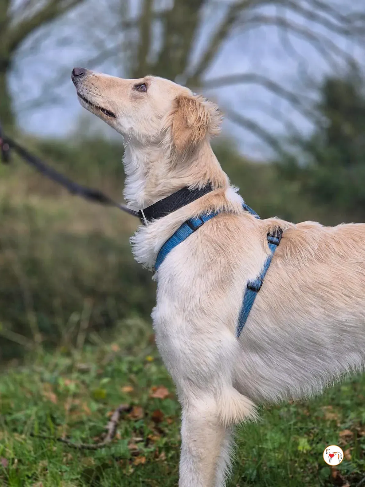 chandler grey adozione 03