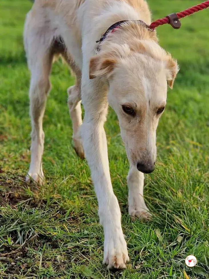 chandler grey adozione 04