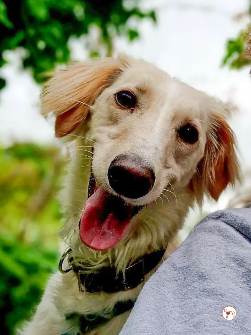 chandler grey adozione 05