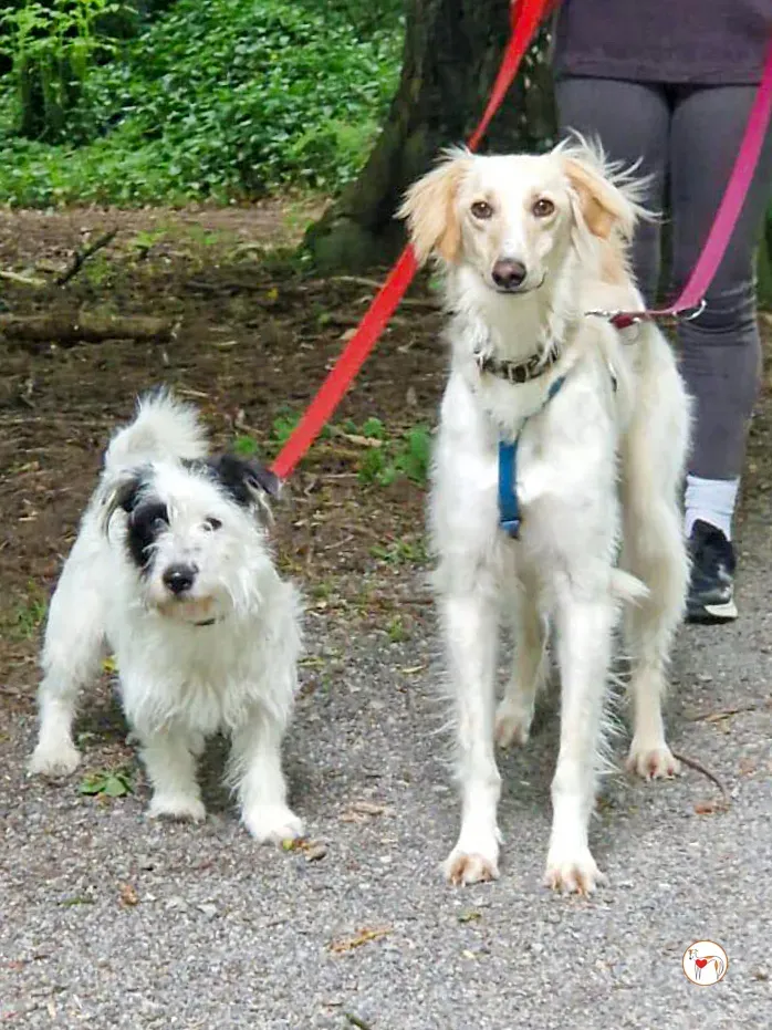 chandler grey adozione 06