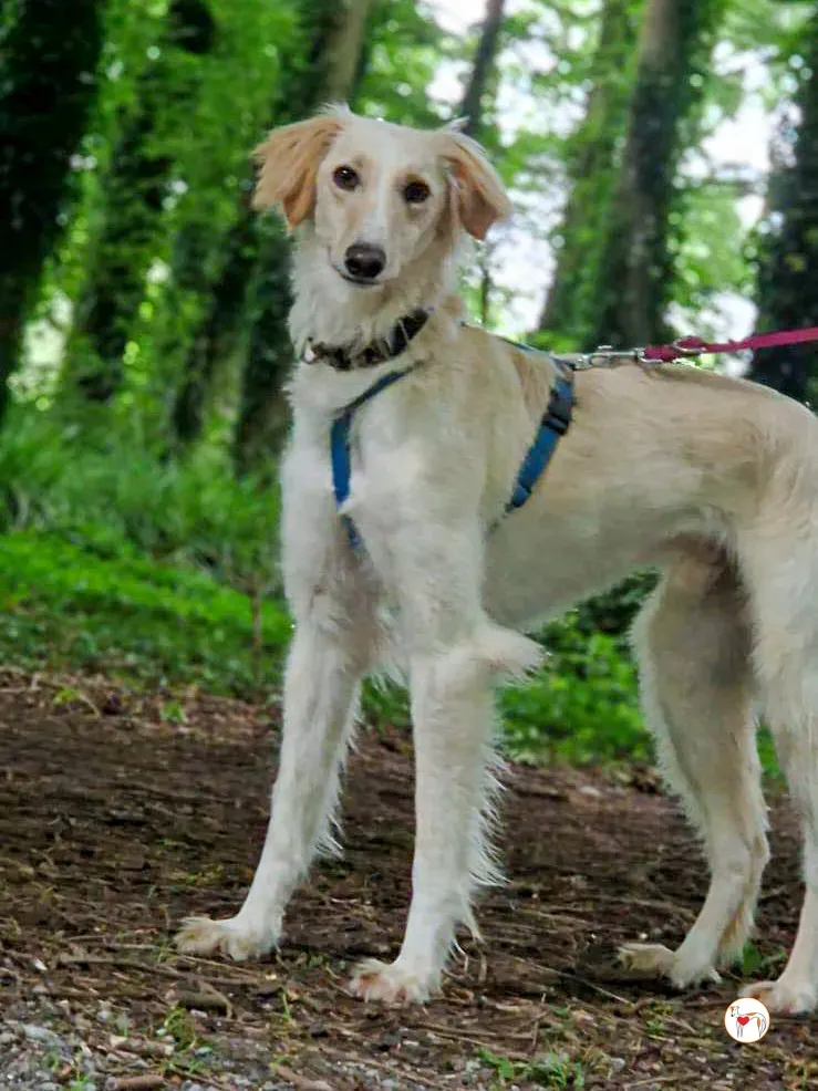 chandler grey adozione 07