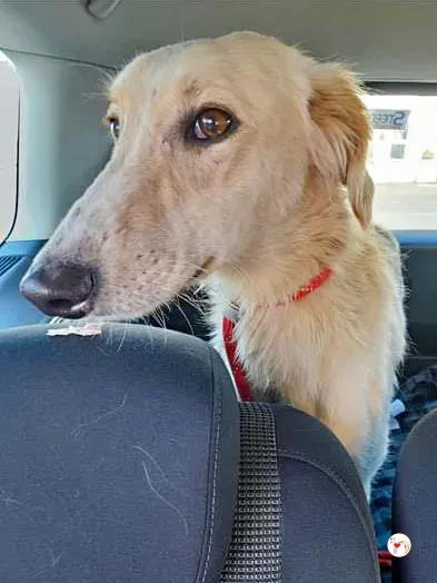 chandler grey adozione 08