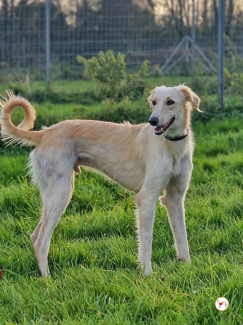 chandler grey adozione 09