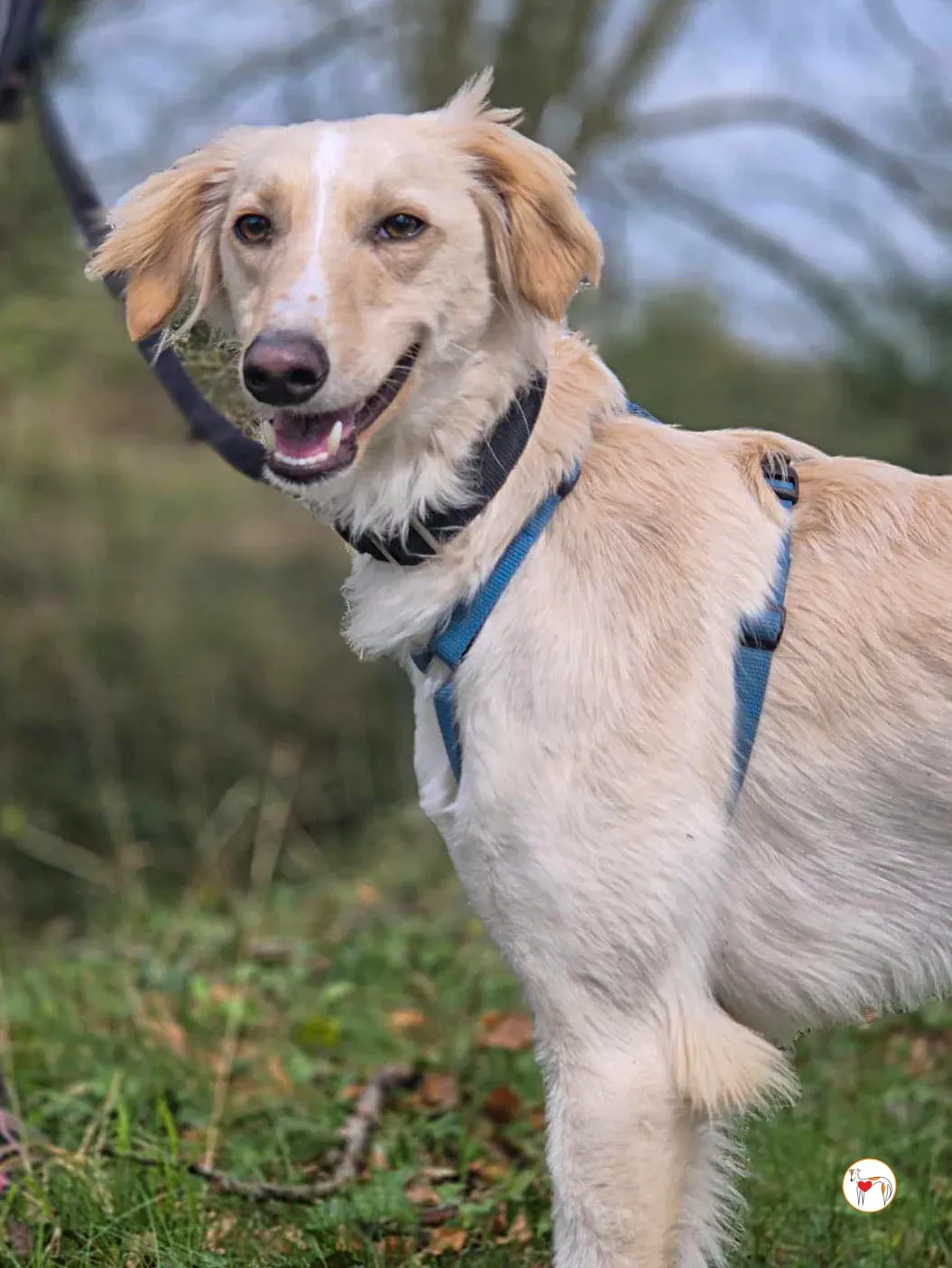 chandler grey adozione 10