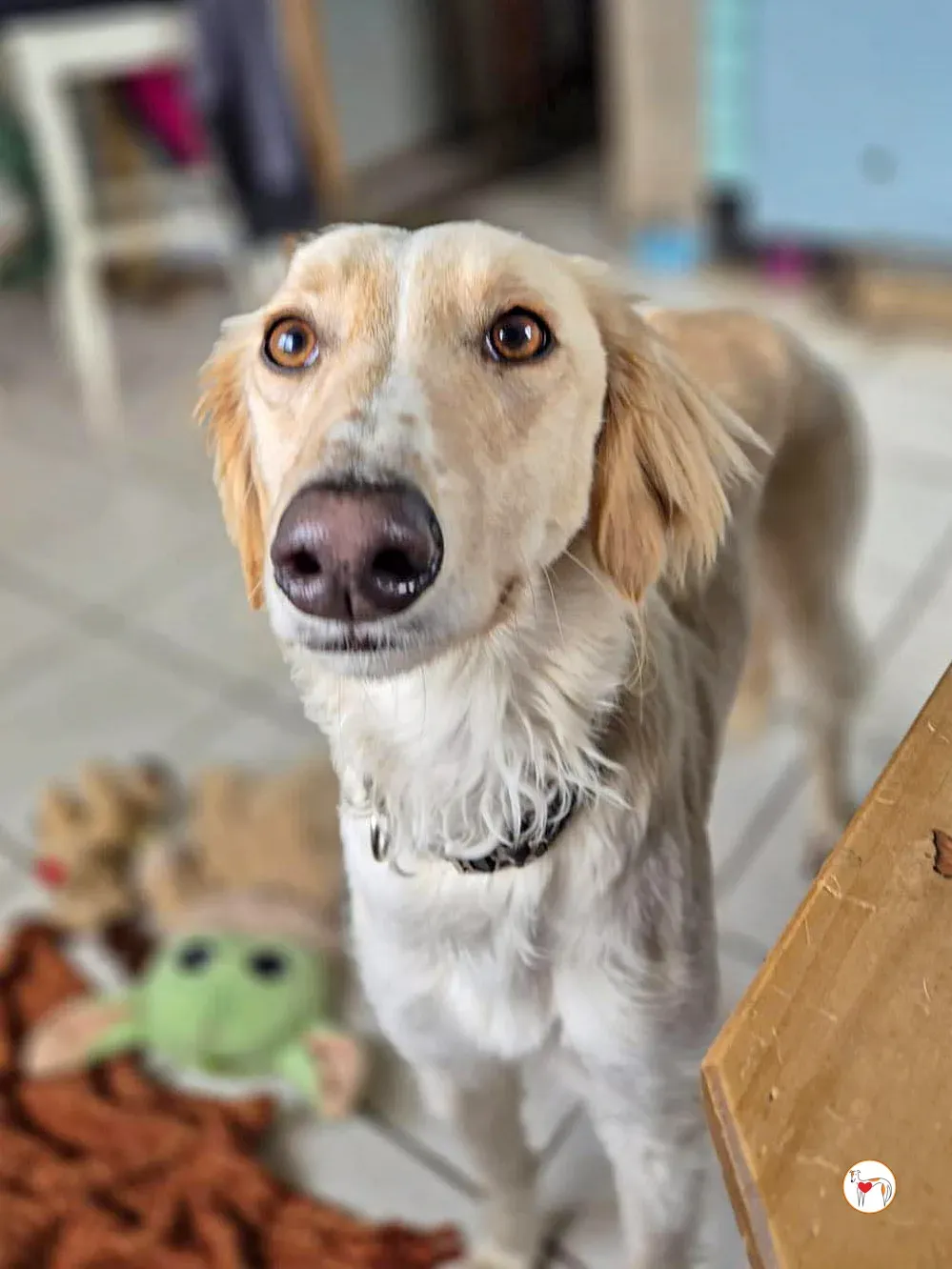 chandler grey adozione 12