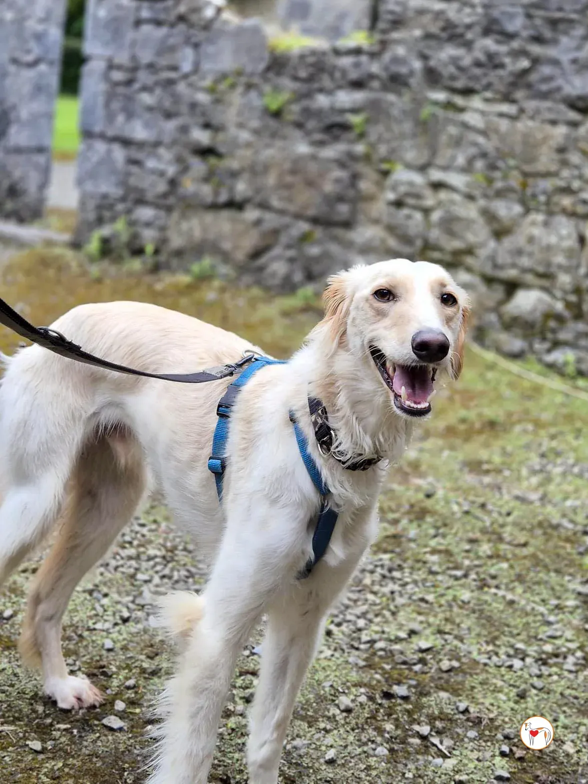 chandler grey adozione 13