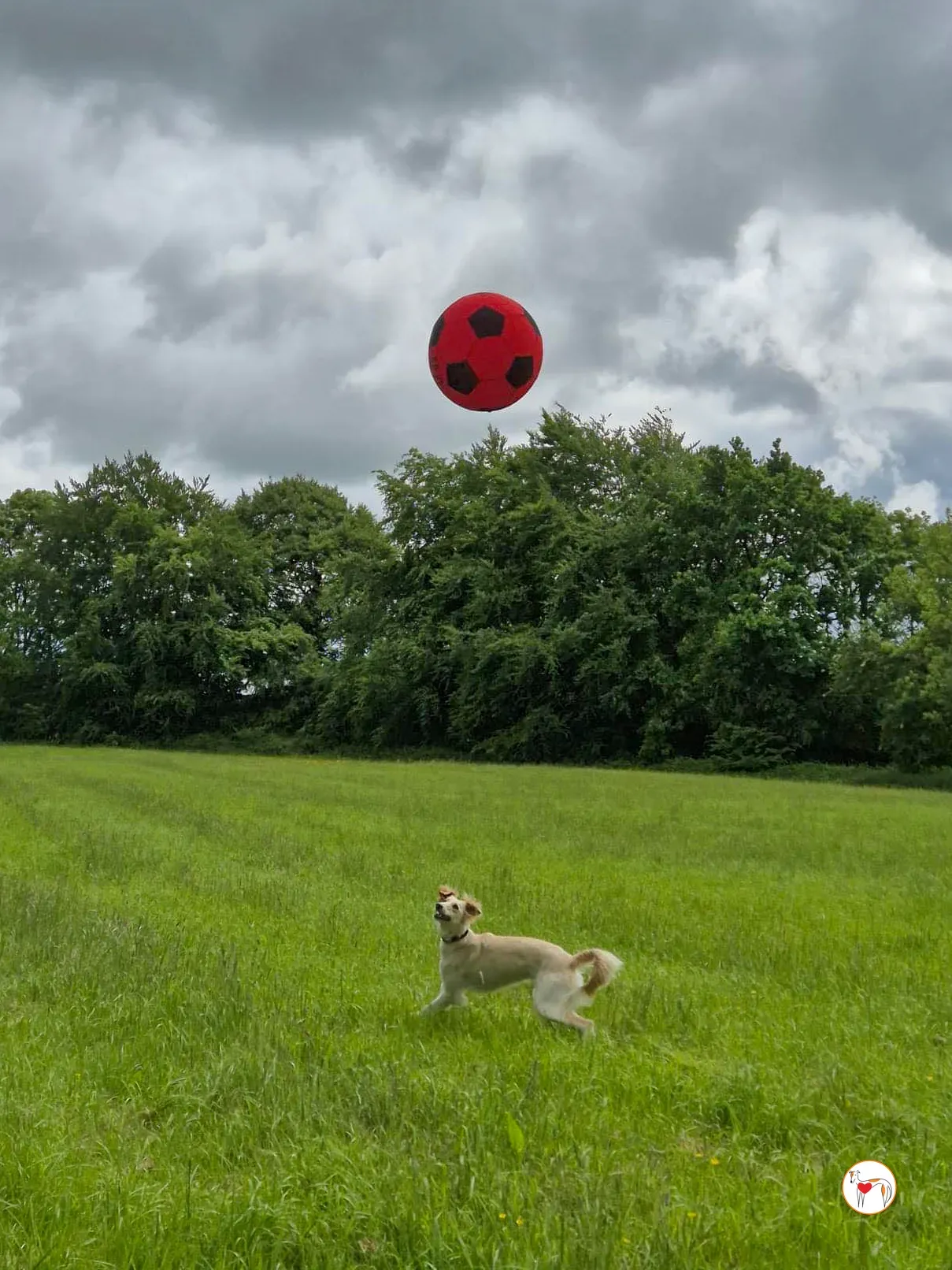 chandler grey adozione 14