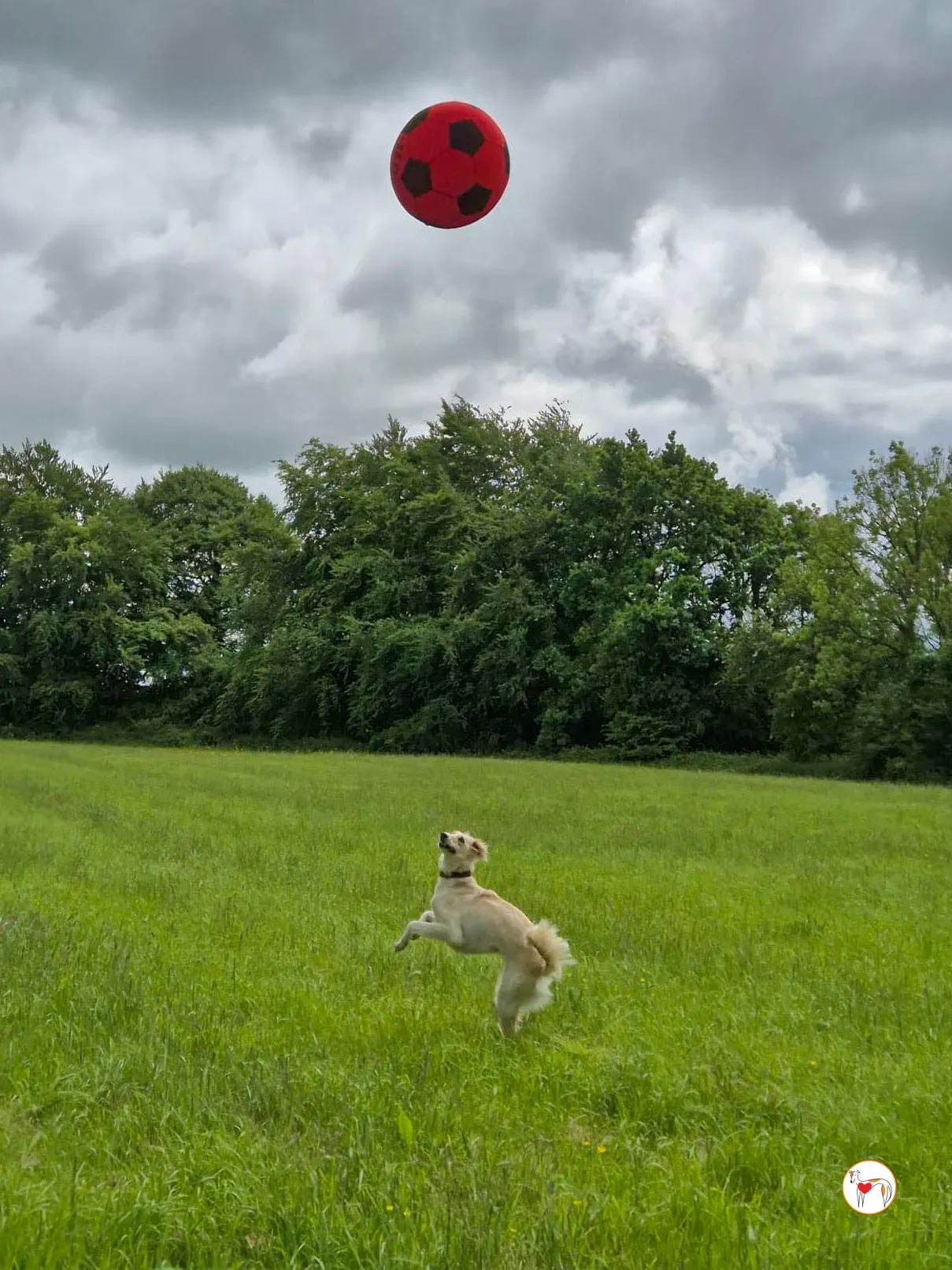 chandler grey adozione 15