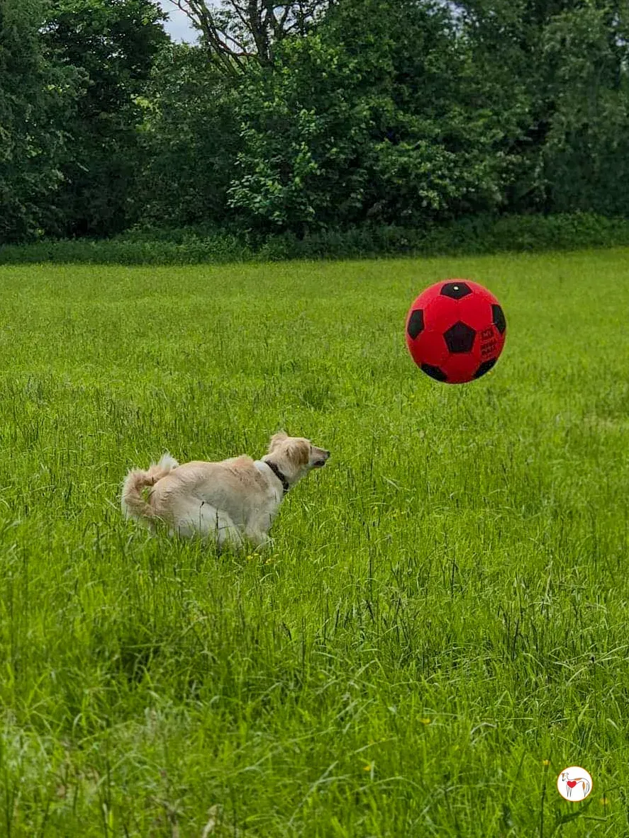 chandler grey adozione 16