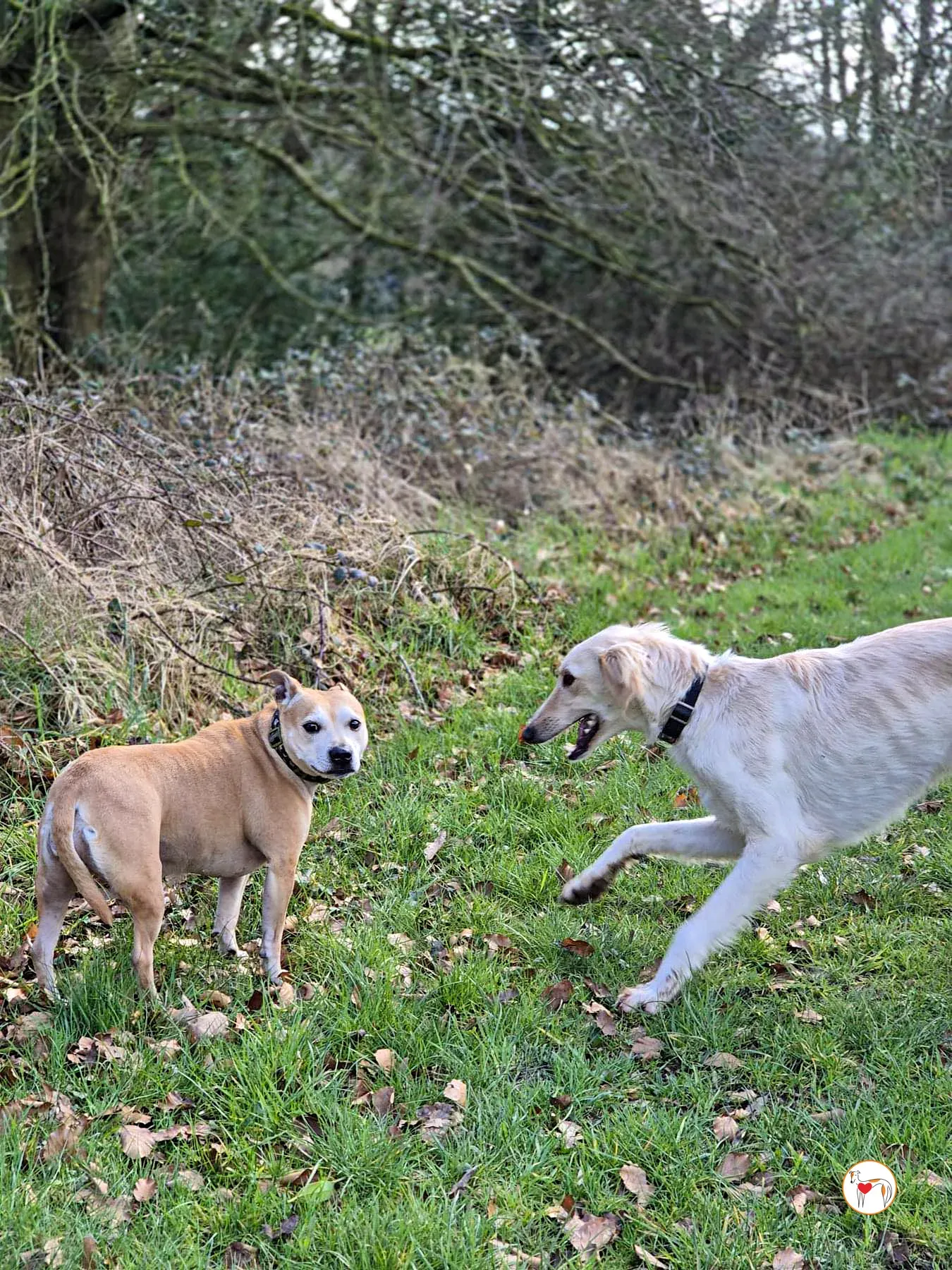 chandler grey adozione 17