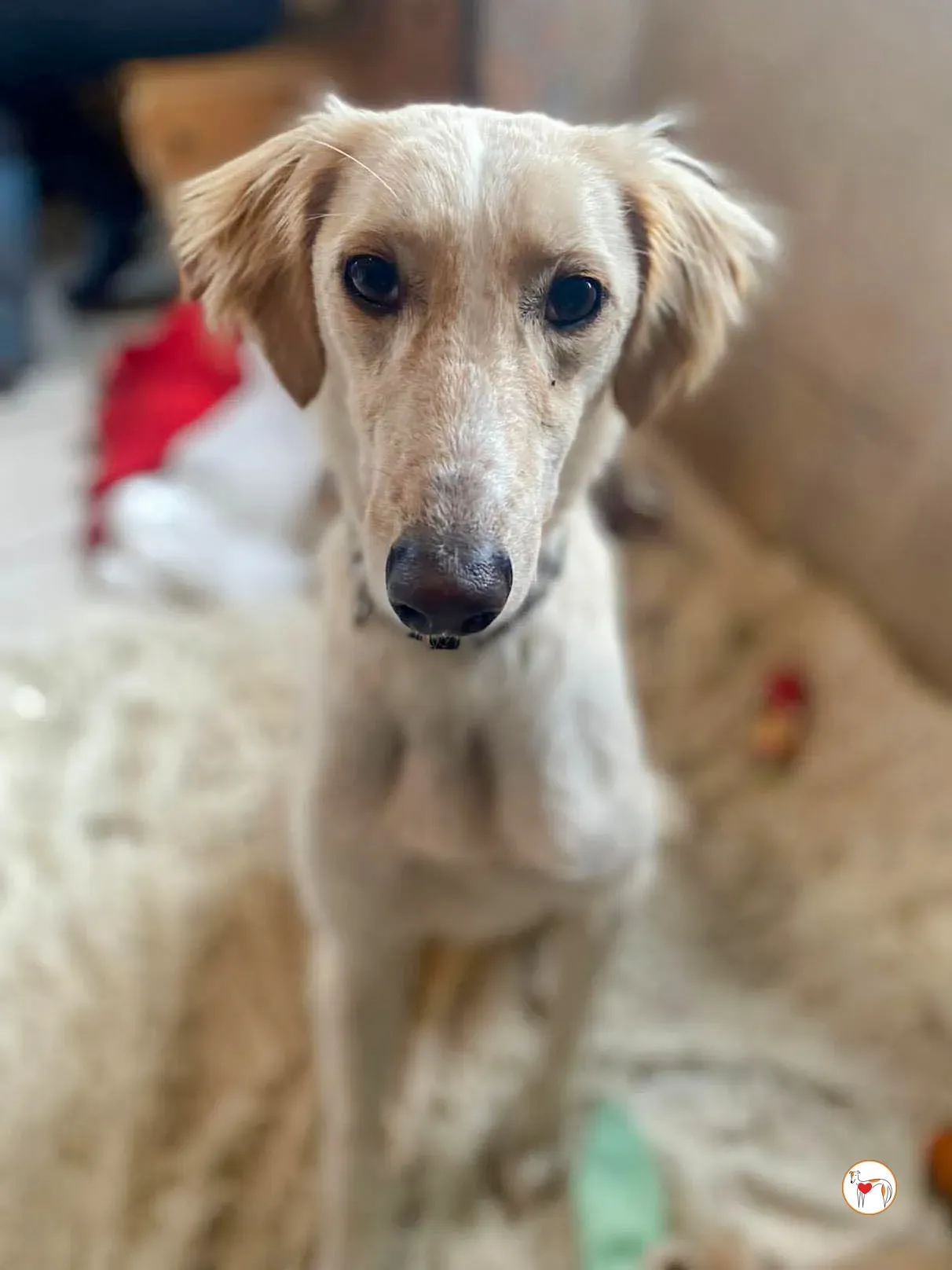 chandler grey adozione 18