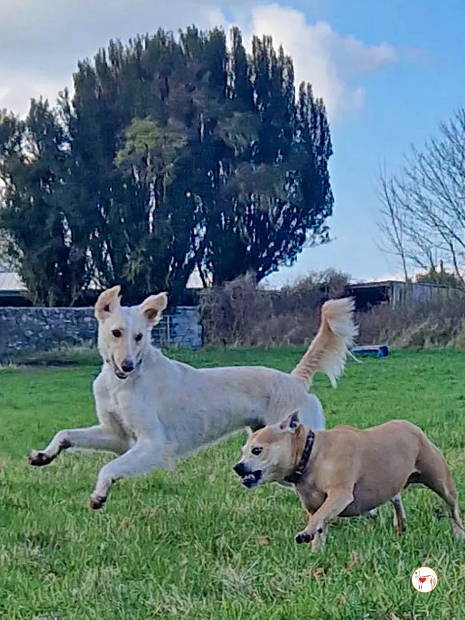 chandler grey adozione 19